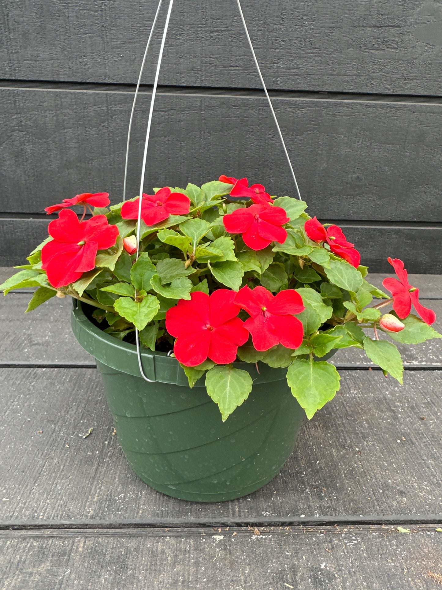 IMPATIENS BEACON BRIGHT RED - 8'' HANGING BASKET