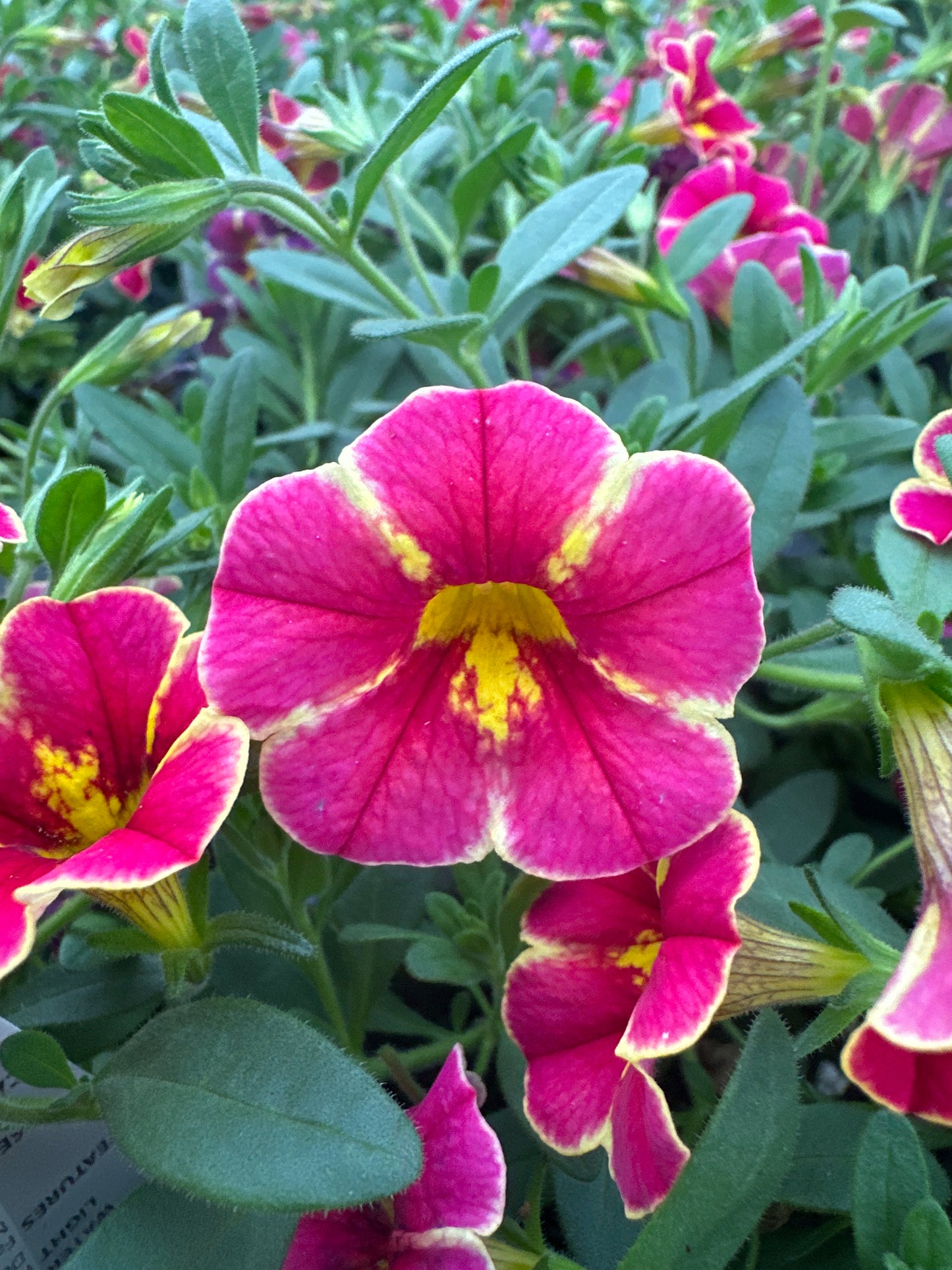 CALIBRACHOA SUPERBELLS CARDINAL STAR - QUART POT
