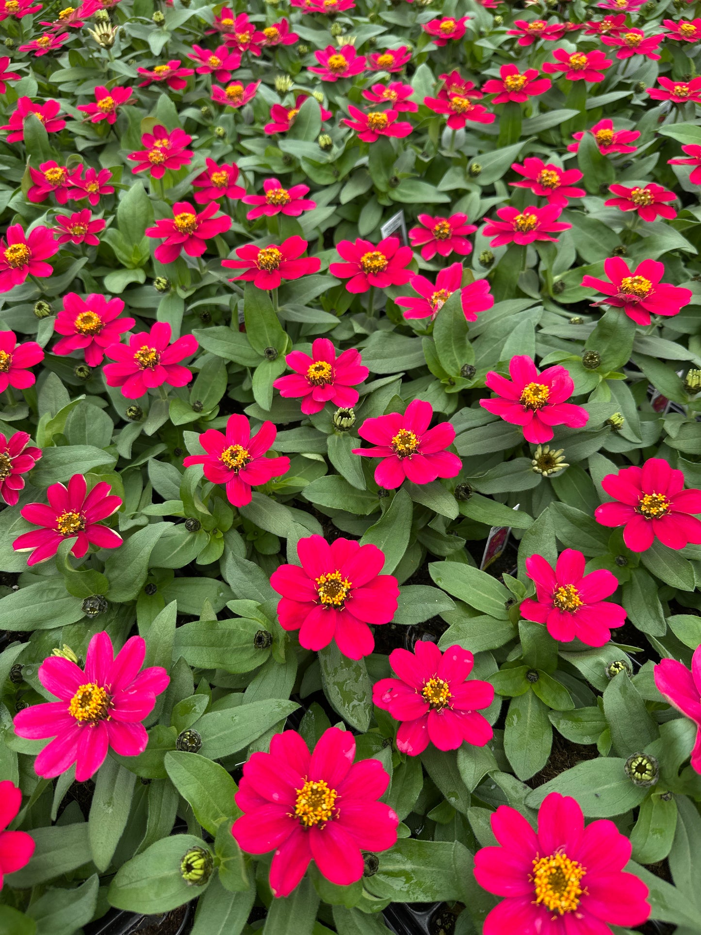 ZINNIA PROFUSION CHERRY - JUMBO 6 PACK