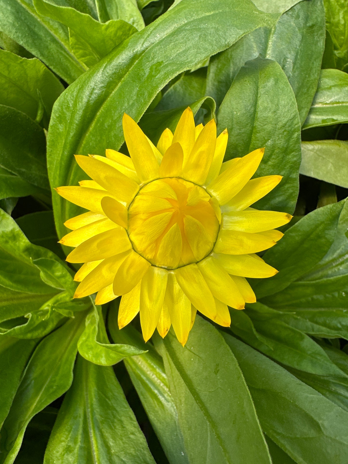 STRAWFLOWER GRANVIA GOLD - 4" POT