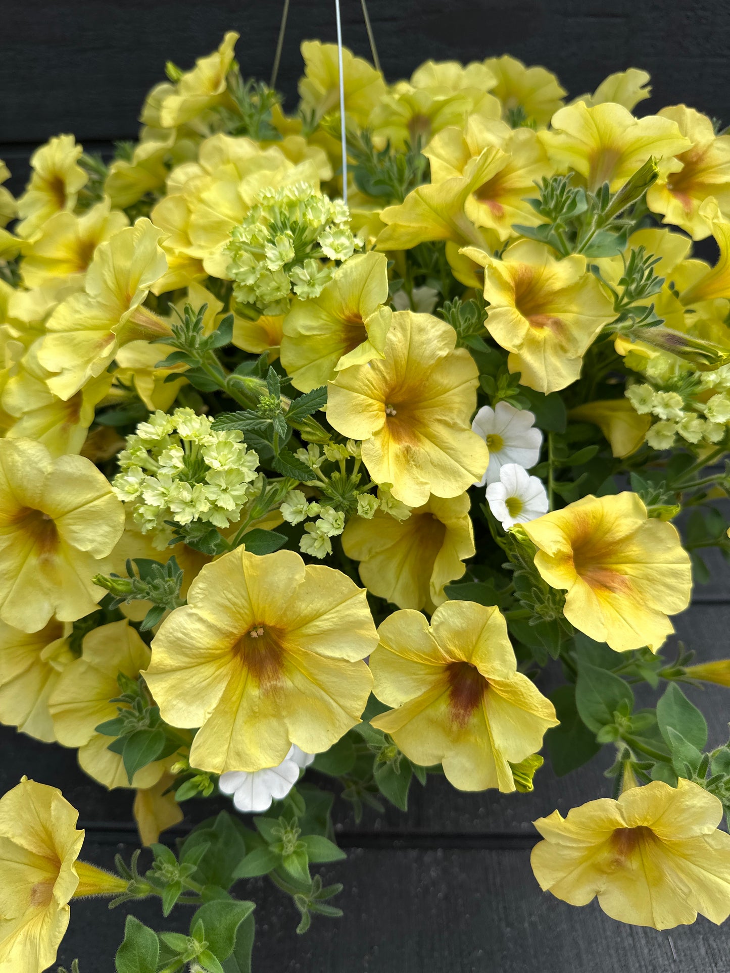 COMBO LEMON CHIFFON MIX - 10" HANGING BASKET