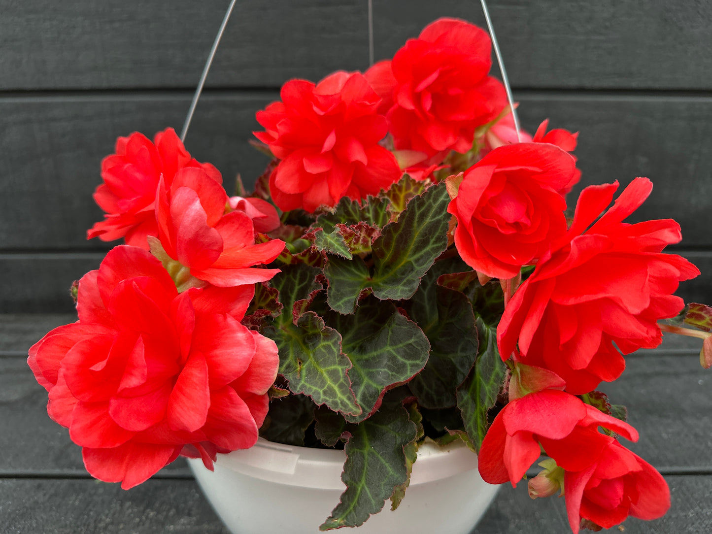 BEGONIA ICONIA MISS MALIBU - 10'' HANGING BASKET