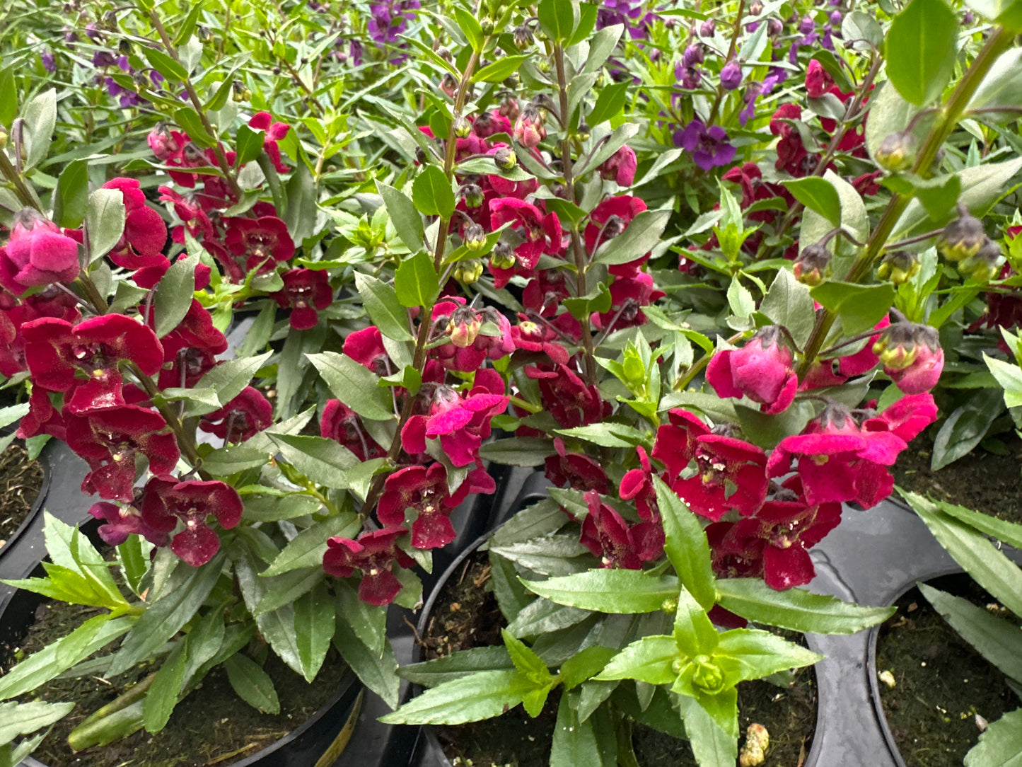 ANGELONIA ARCHANGEL RUBY SANGRIA - 4" POT