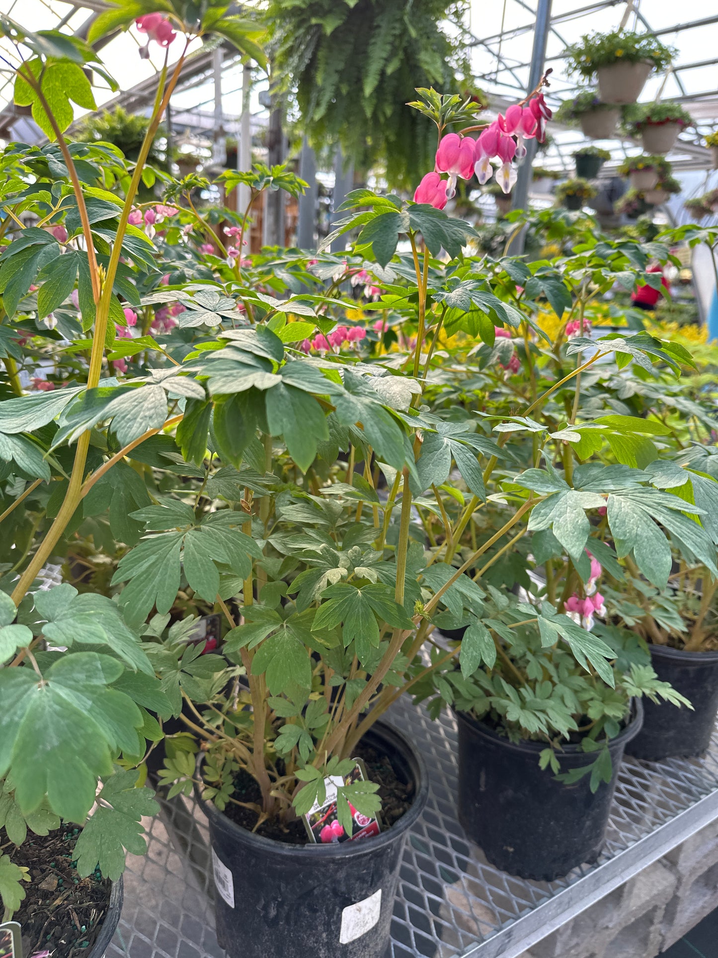 Dicentra spectabilis