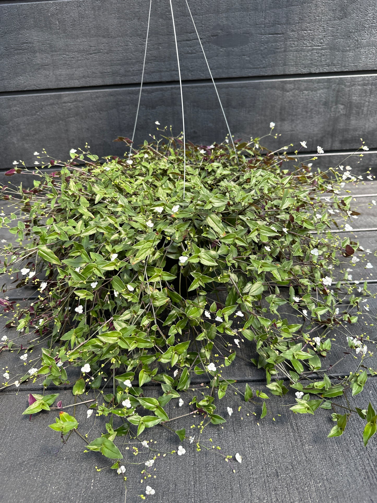 TRADESCANTIA MULTIFLORA BRIDAL VEIL - 10'' HANGING BASKET