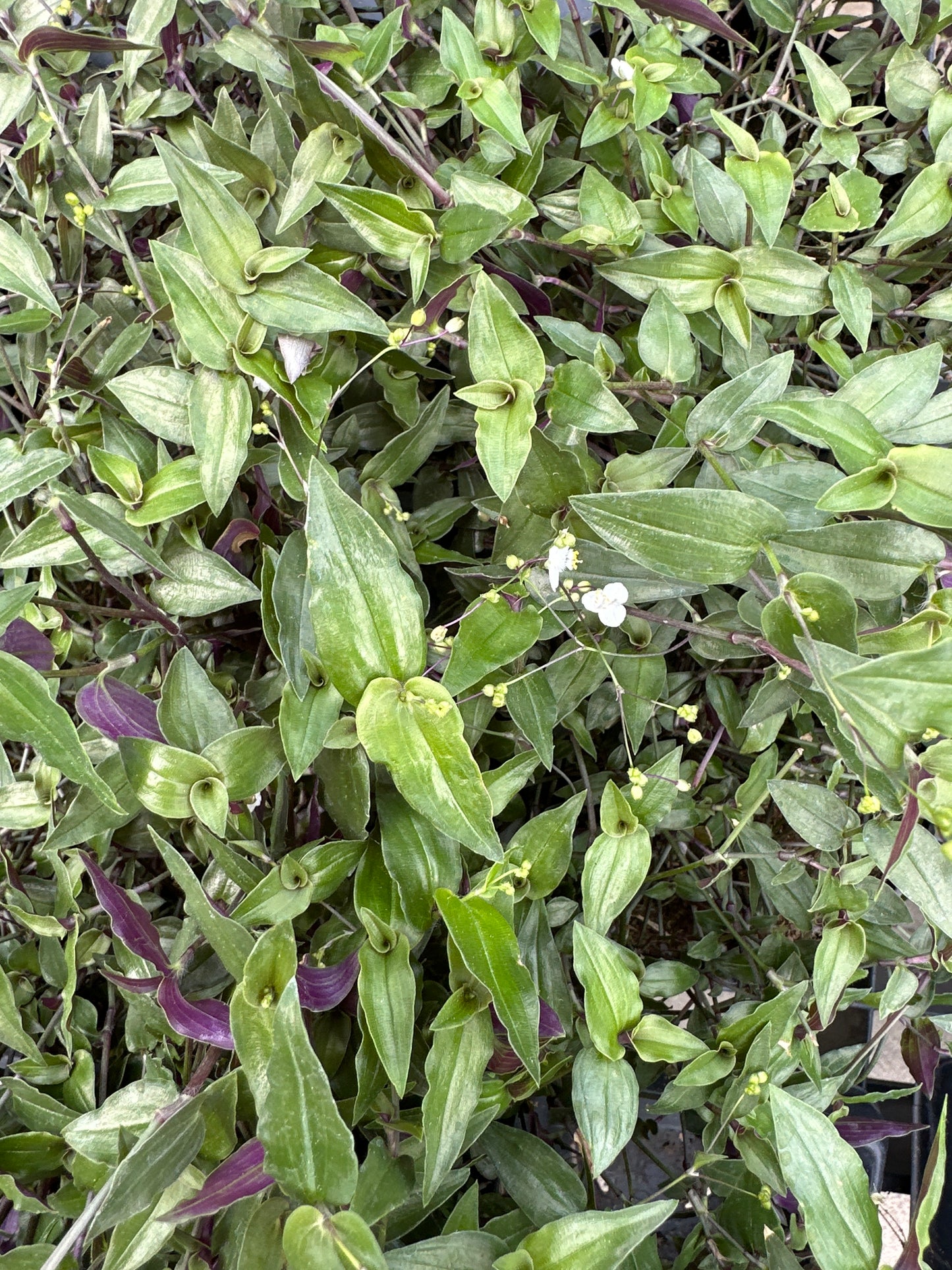 TRADESCANTIA MULTIFLORA BRIDAL VEIL - 4'' POT