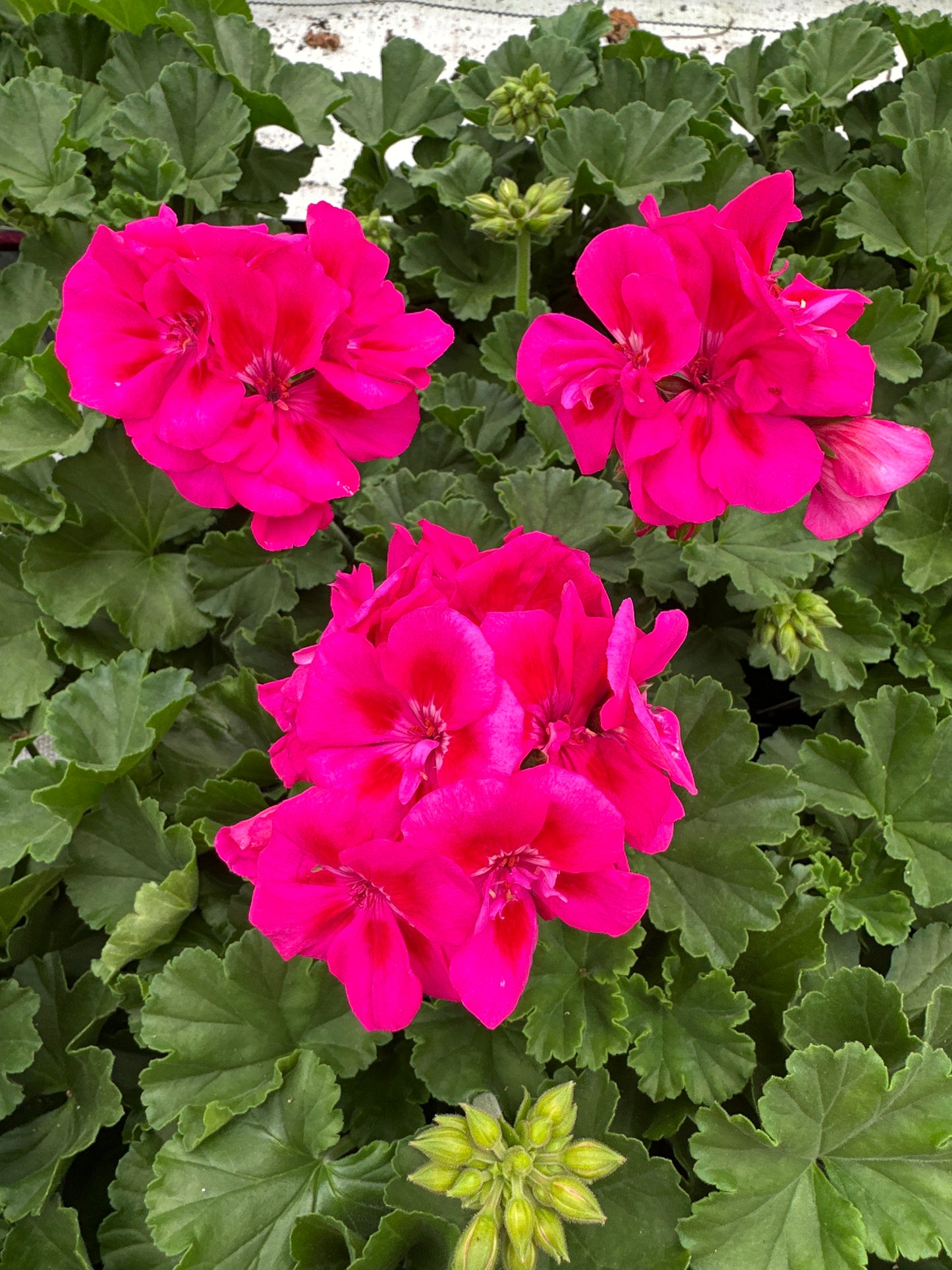 GERANIUM FANTASIA PURPLE SIZZLE - 4" POT