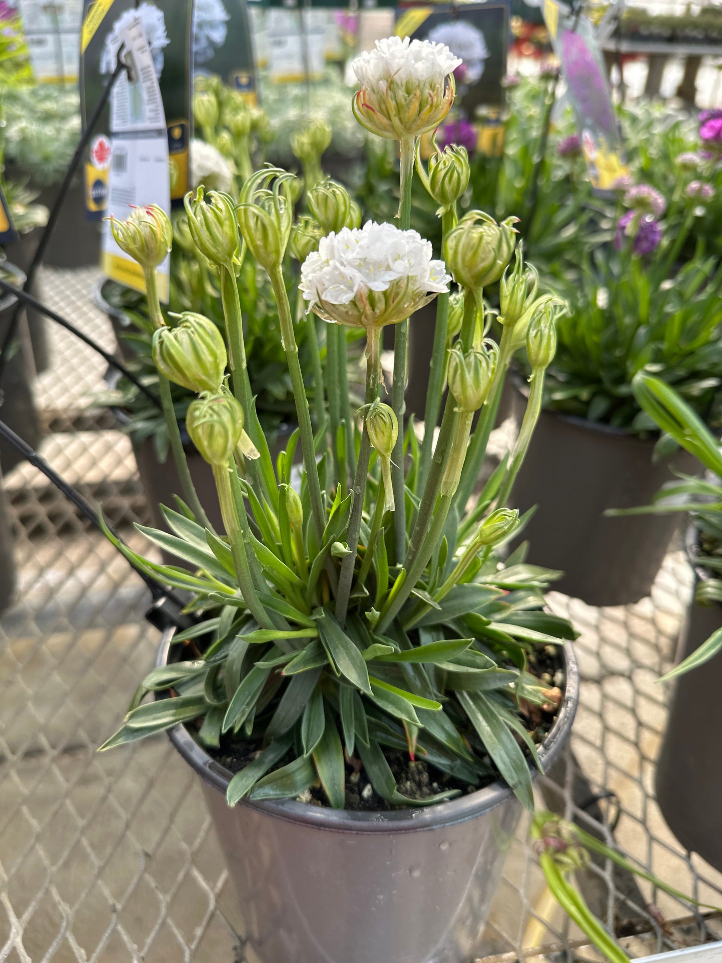 Armeria Dreameria®  'Dream Clouds'