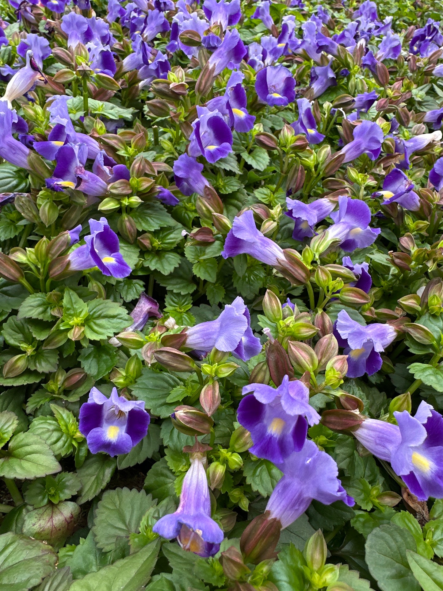 TORENIA MOON INDIGO - 4" POT