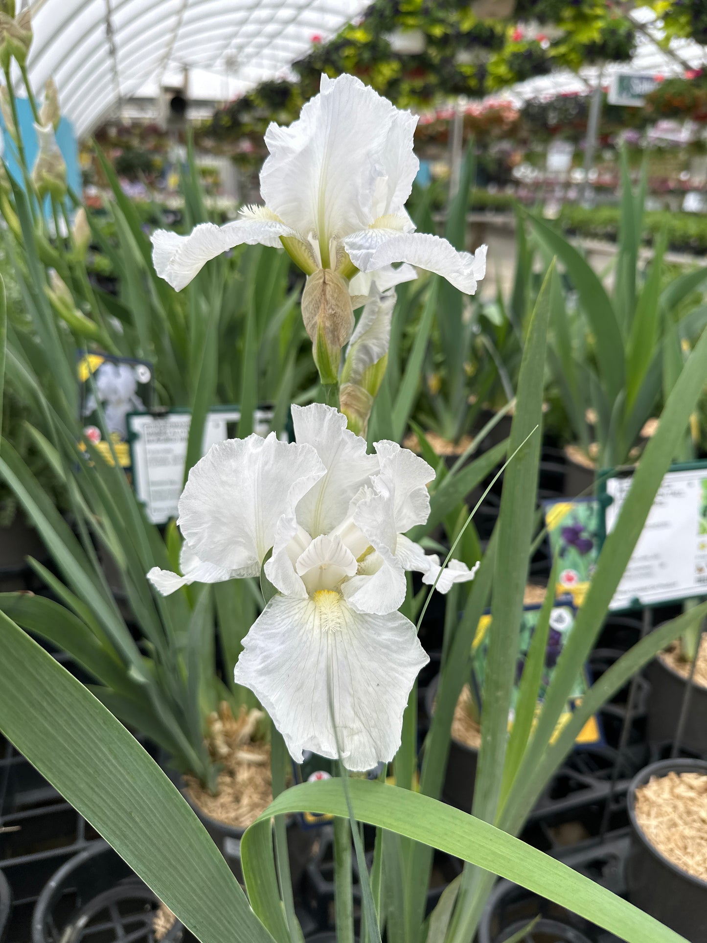 Iris germanica 'Immortality'