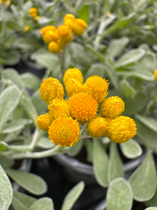 CHRYSOCEPHALUM FLAMBE YELLOW - QUART POT