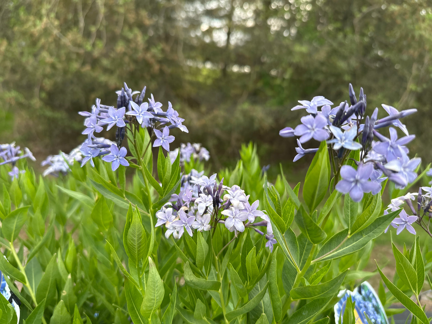 Amsonia 'Blue Ice'
