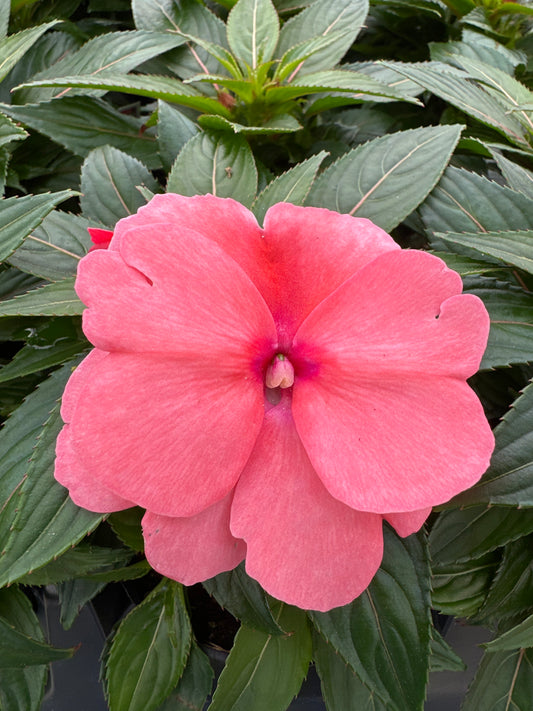 IMPATIENS SONIC SALMON - 4" POT
