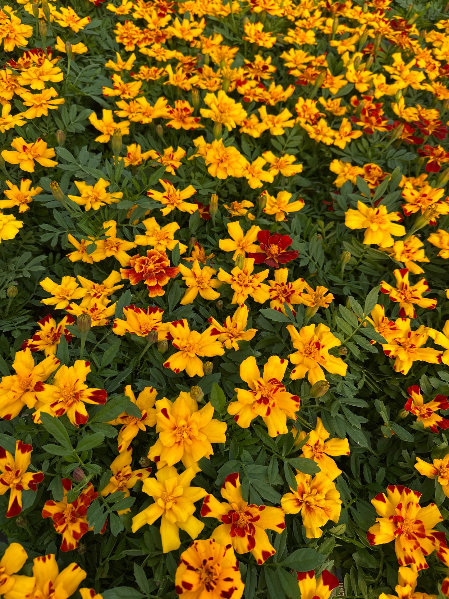 MARIGOLD DURANGO BOLERO - FLAT OF 48 PLANTS