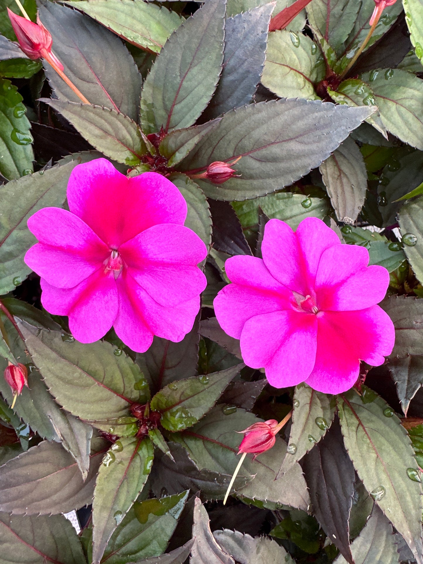 SUNPATIENS COMPACT PURPLE CANDY - JUMBO 6 PACK