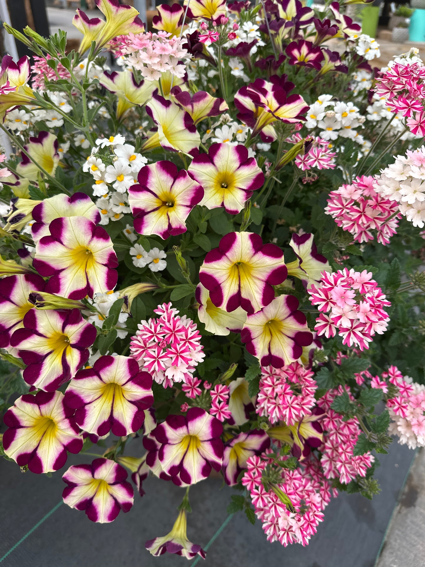 BASKET #42 - 10'' HANGING BASKET