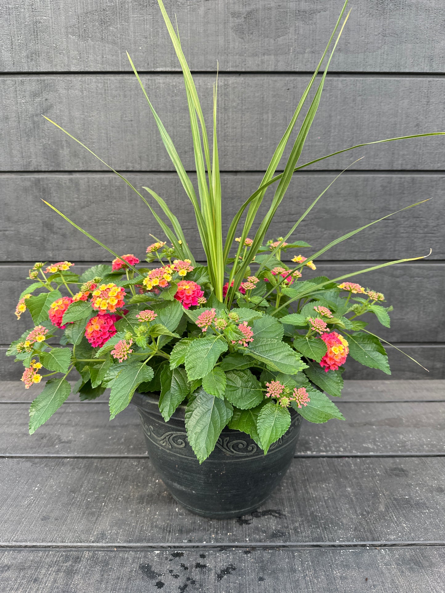 COMBO #21 - 10'' POT