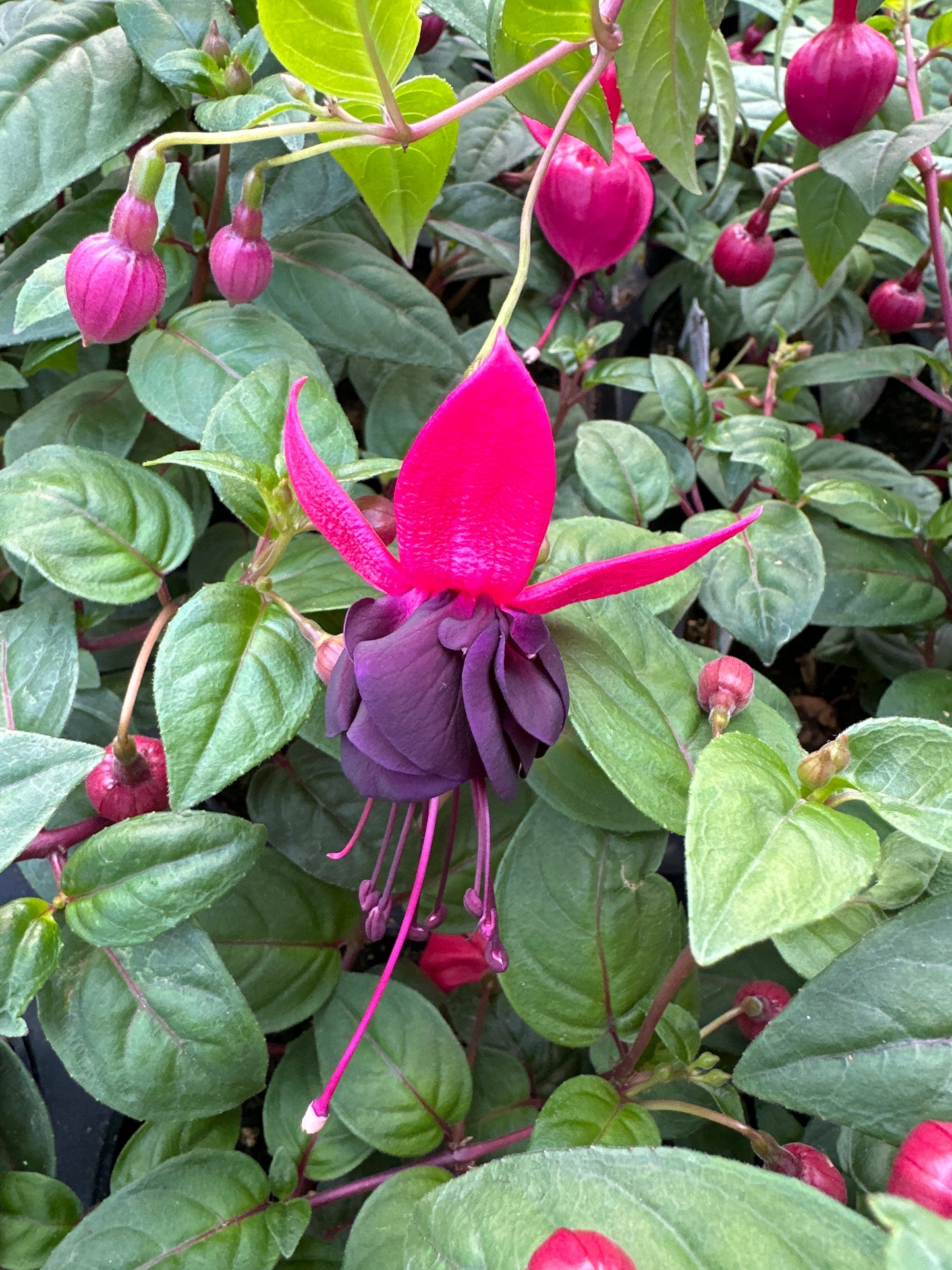 FUCHSIA NEW MILLENNIUM - 4'' POT
