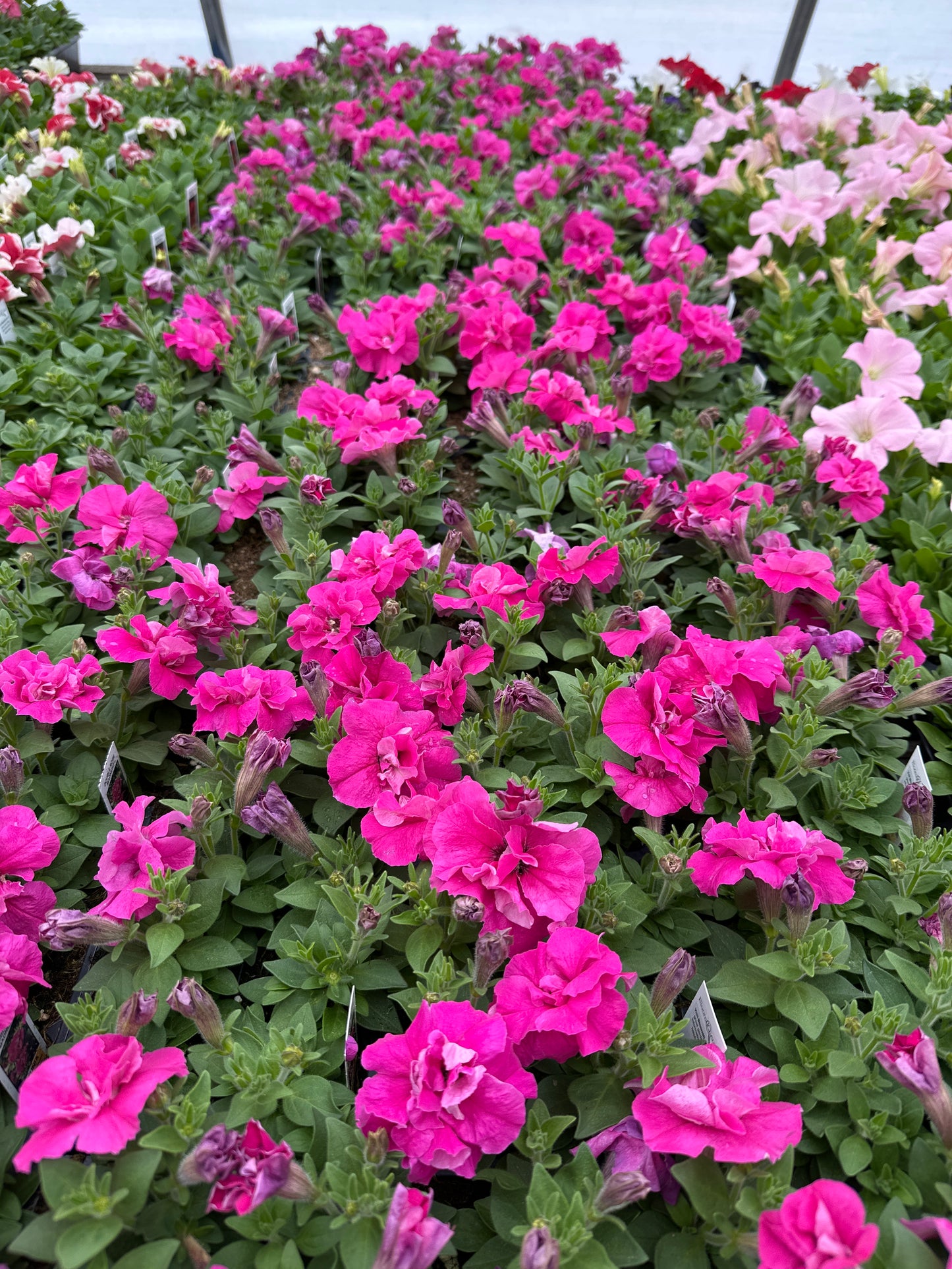 PETUNIA DOUBLE MADNESS ROSE - FLAT OF 48 PLANTS