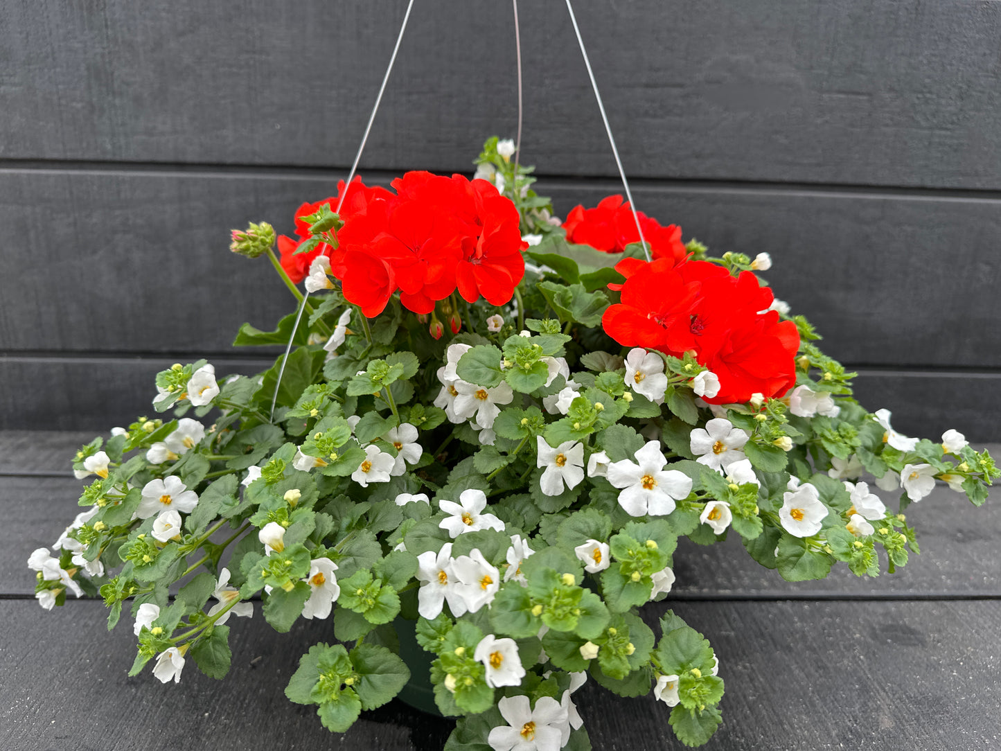 BASKET #1 - 10'' HANGING BASKET