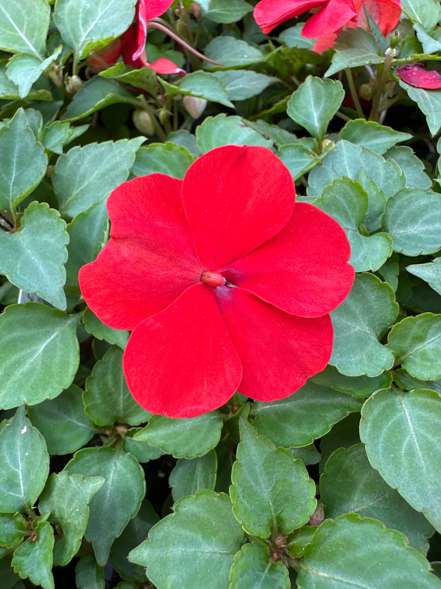 IMPATIENS BEACON BRIGHT RED - FLAT OF 32 PLANTS