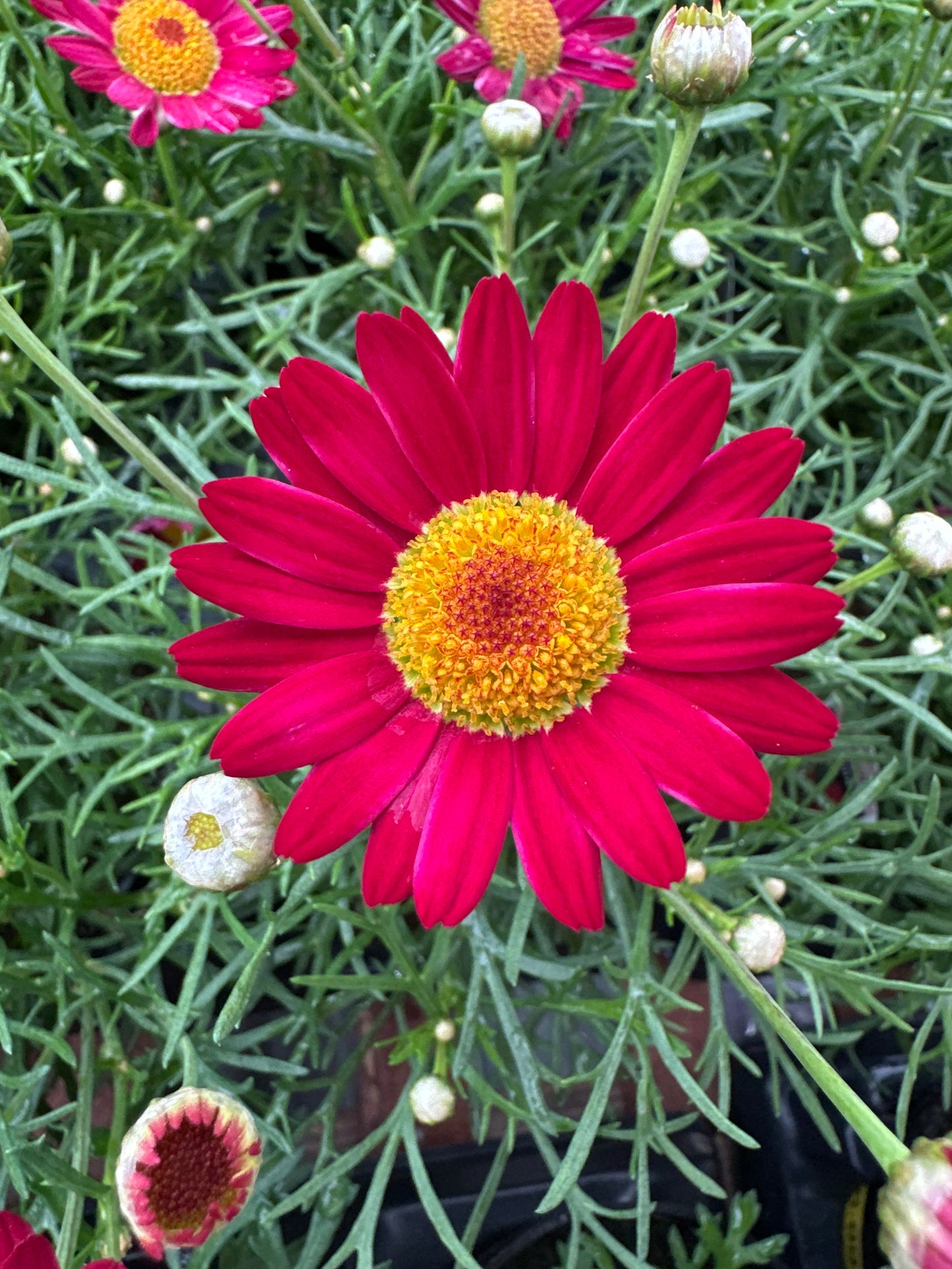 DAISY LOLLIES BERRY GUMMY - 4" POT