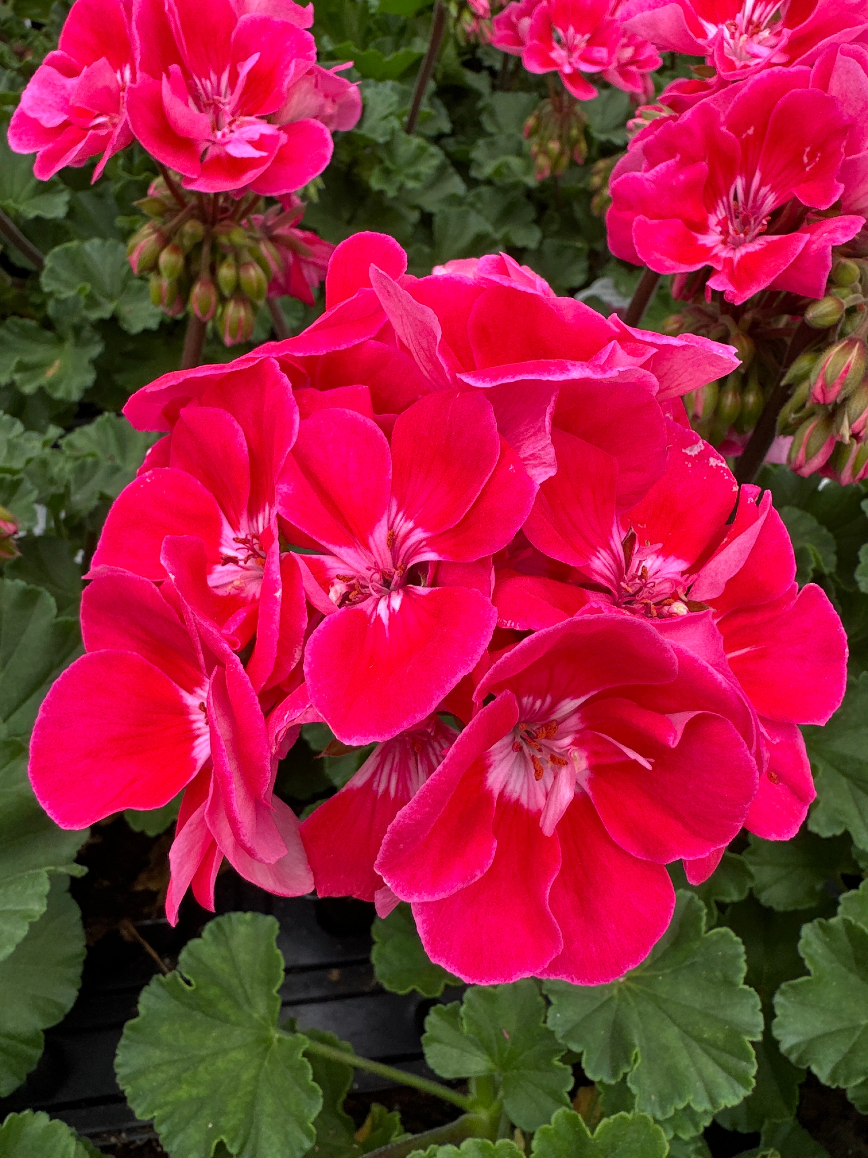 GERANIUM FANTASIA STRAWBERRY SIZZLE - 4