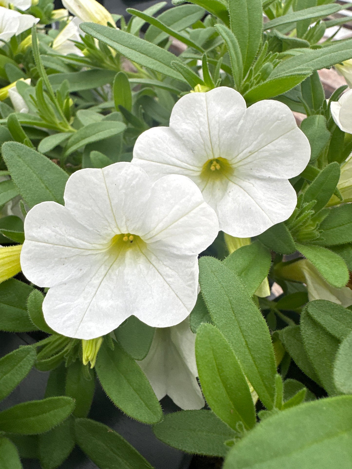 CALIBRACHOA CABARET BRIGHT WHITE IMPROVED - 4'' POT