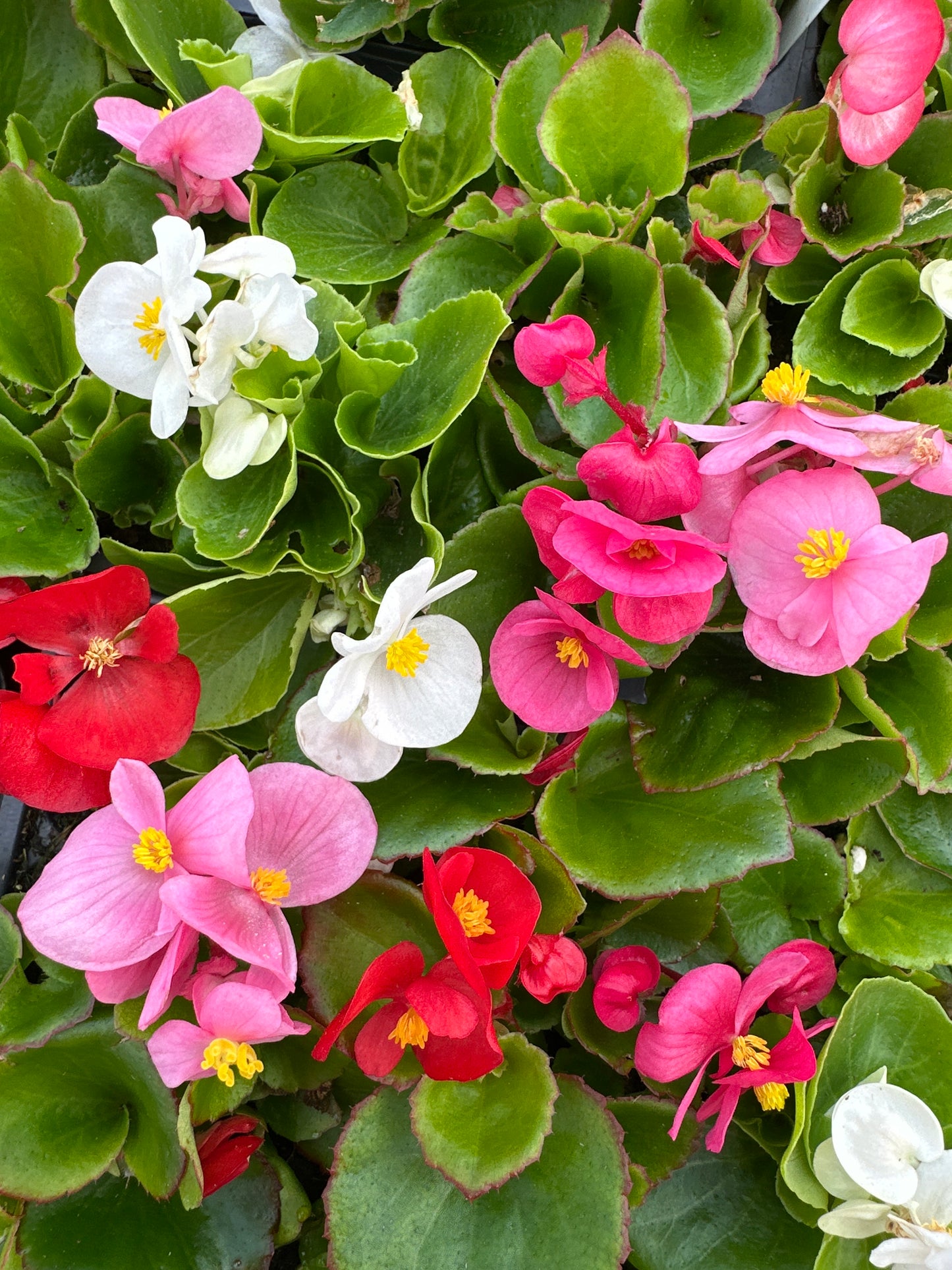 BEGONIA BADA BING MIX - FLOWER BAG