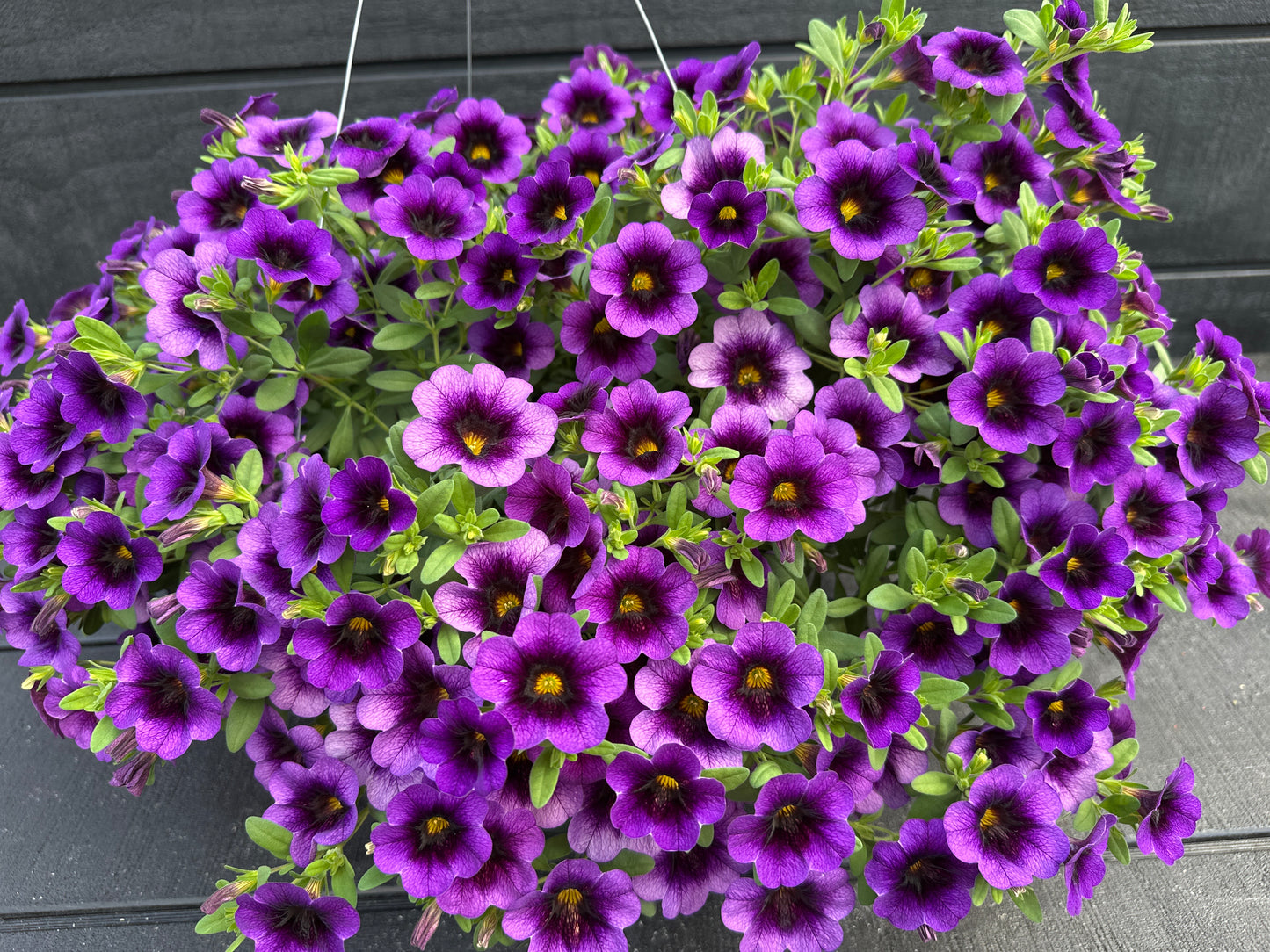 CALIBRACHOA SUPERBELLS GRAPE PUNCH - 10" HANGING BASKET