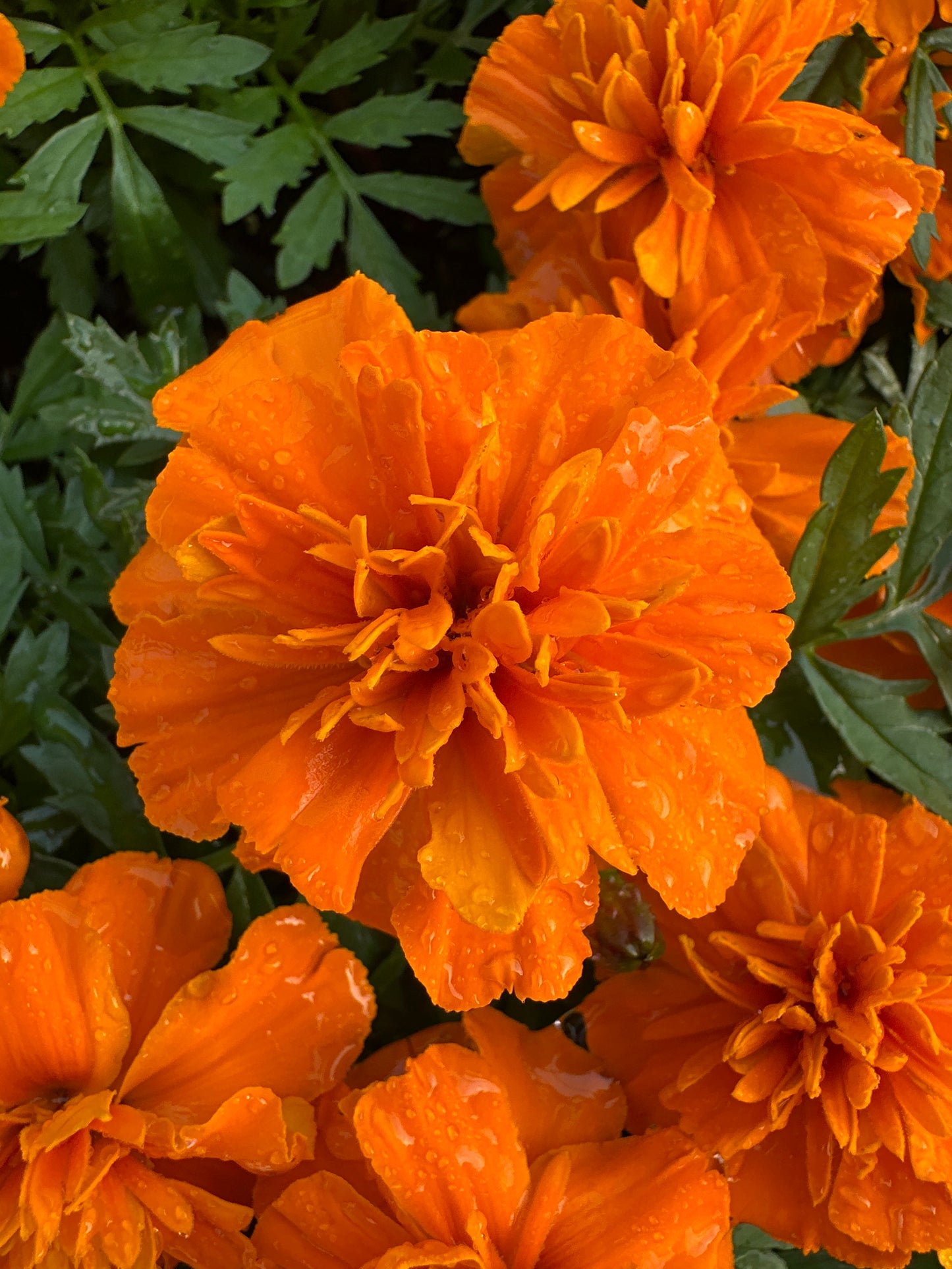 MARIGOLD BONANZA ORANGE - FLAT OF 48 PLANTS