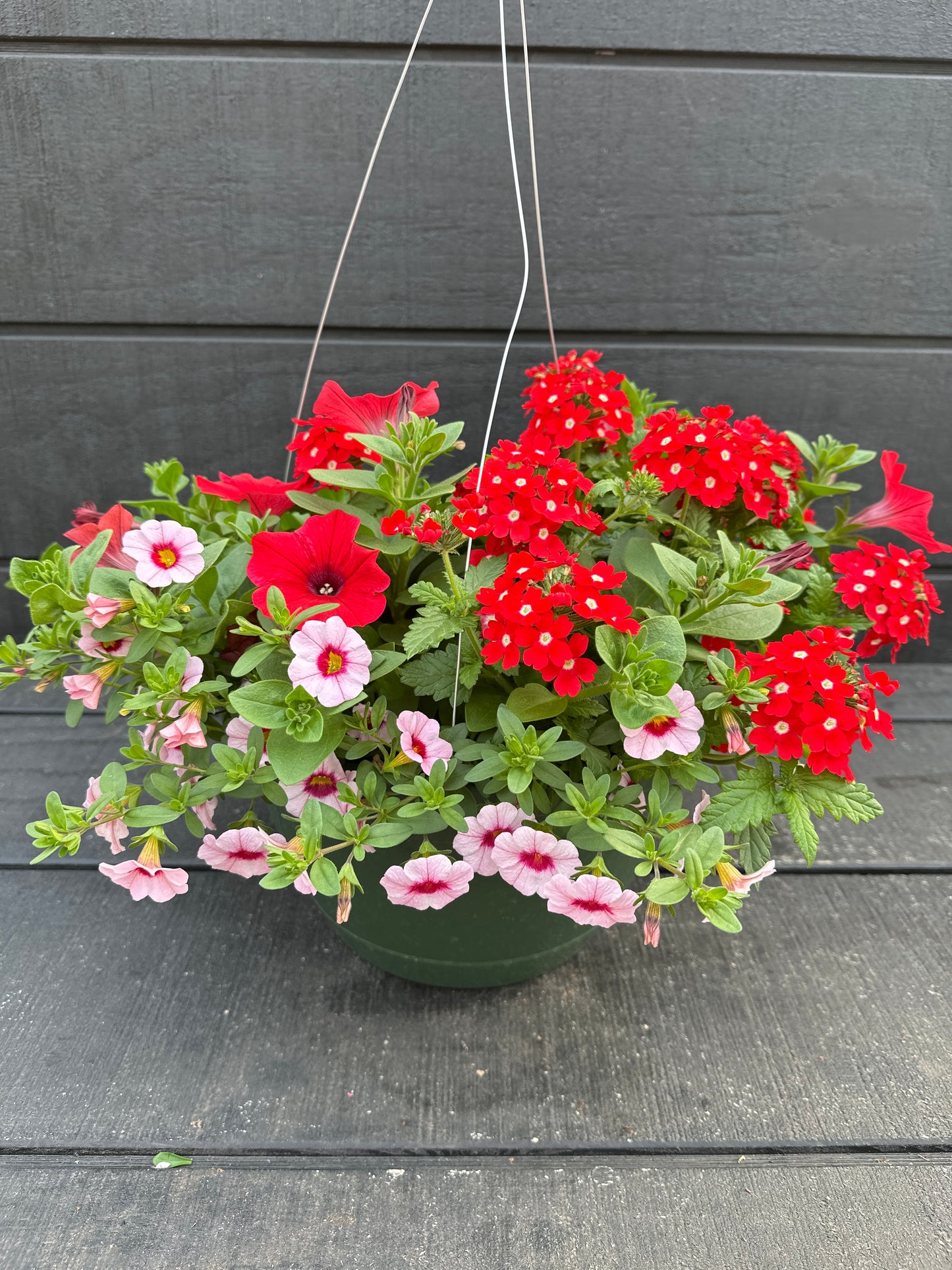 COMBO GLAMOUR GIRL - 10'' HANGING BASKET