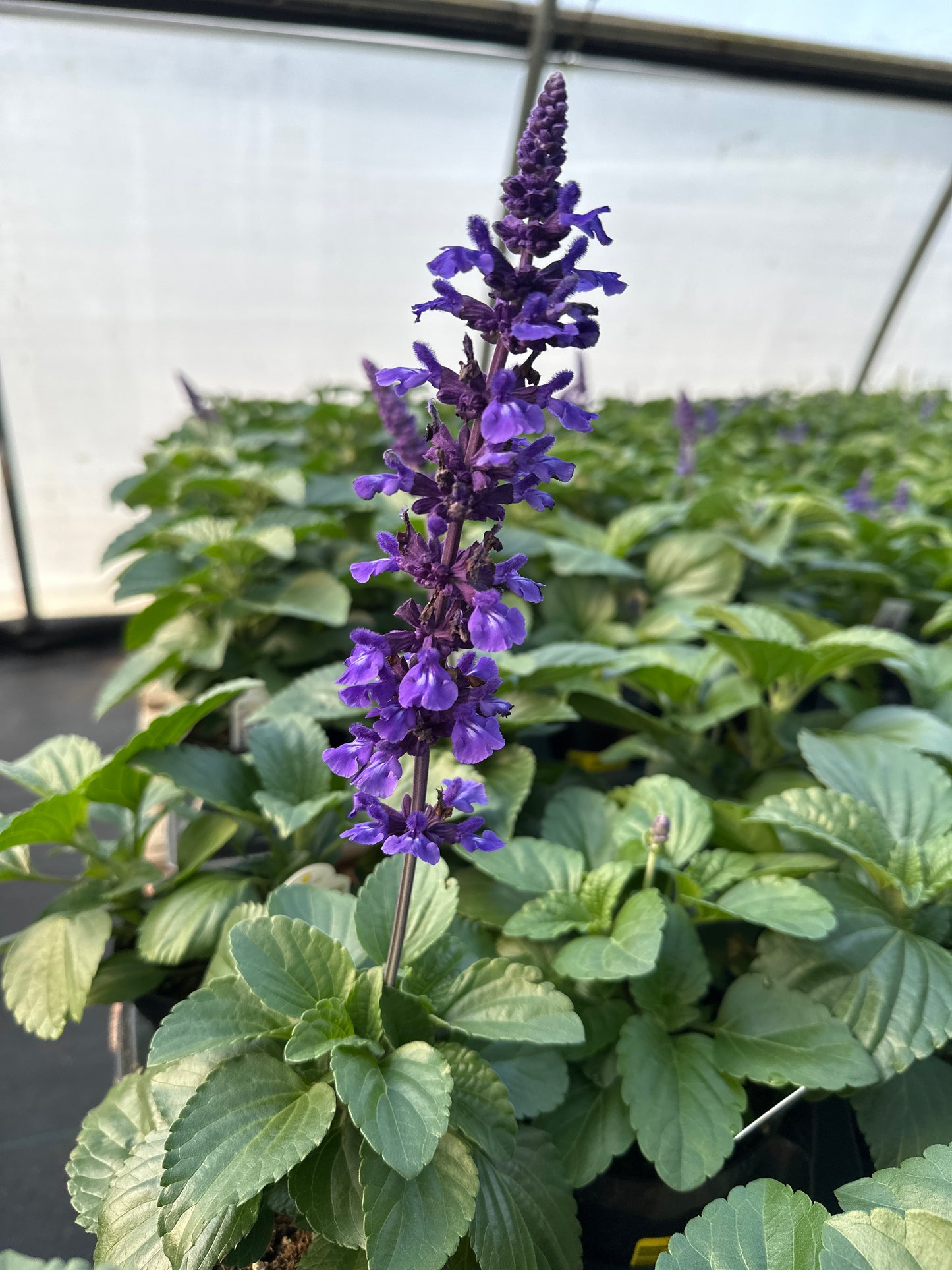 SALVIA MYSTIC SPIRE BLUE - 4'' POT