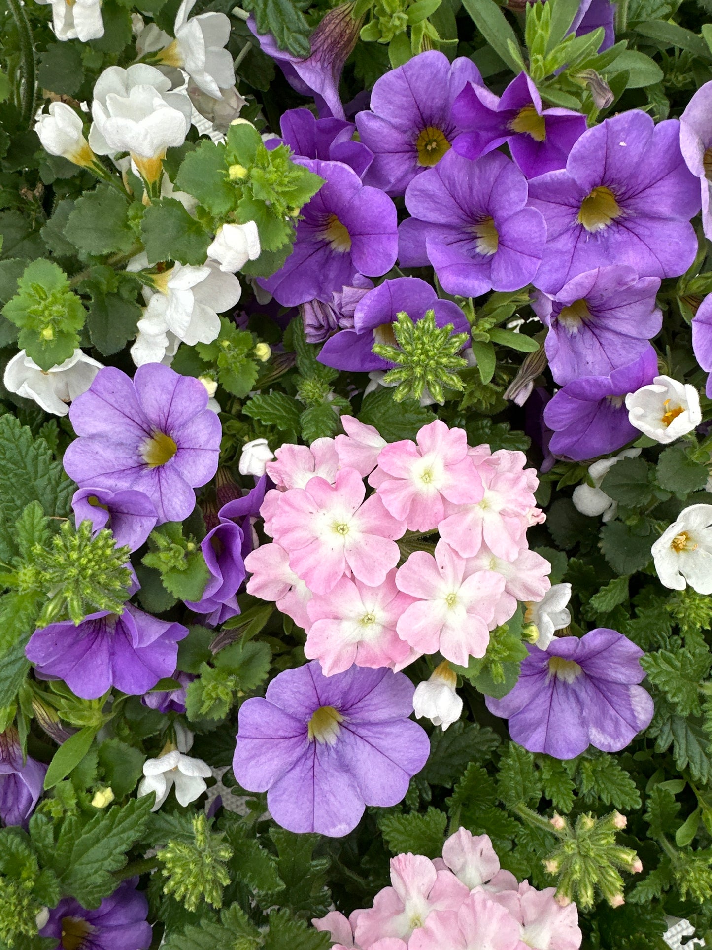 COMBO BLUEBERRY PARFAIT - 6" POT