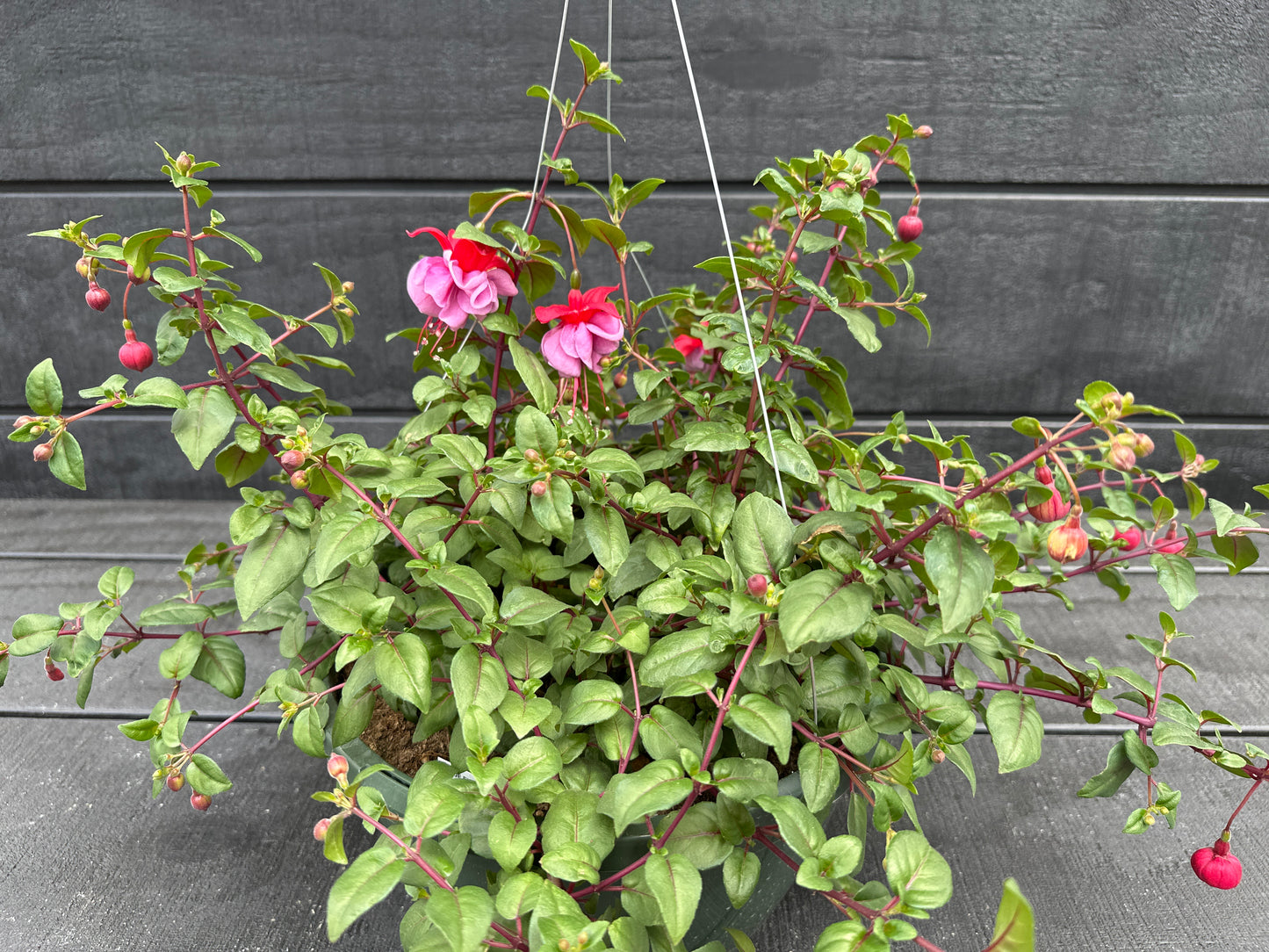 FUCHSIA BLUE EYES - 10" HANGING BASKET