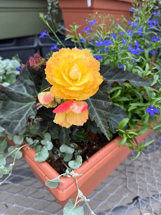 COMBO #30 - 24" WINDOW BOX