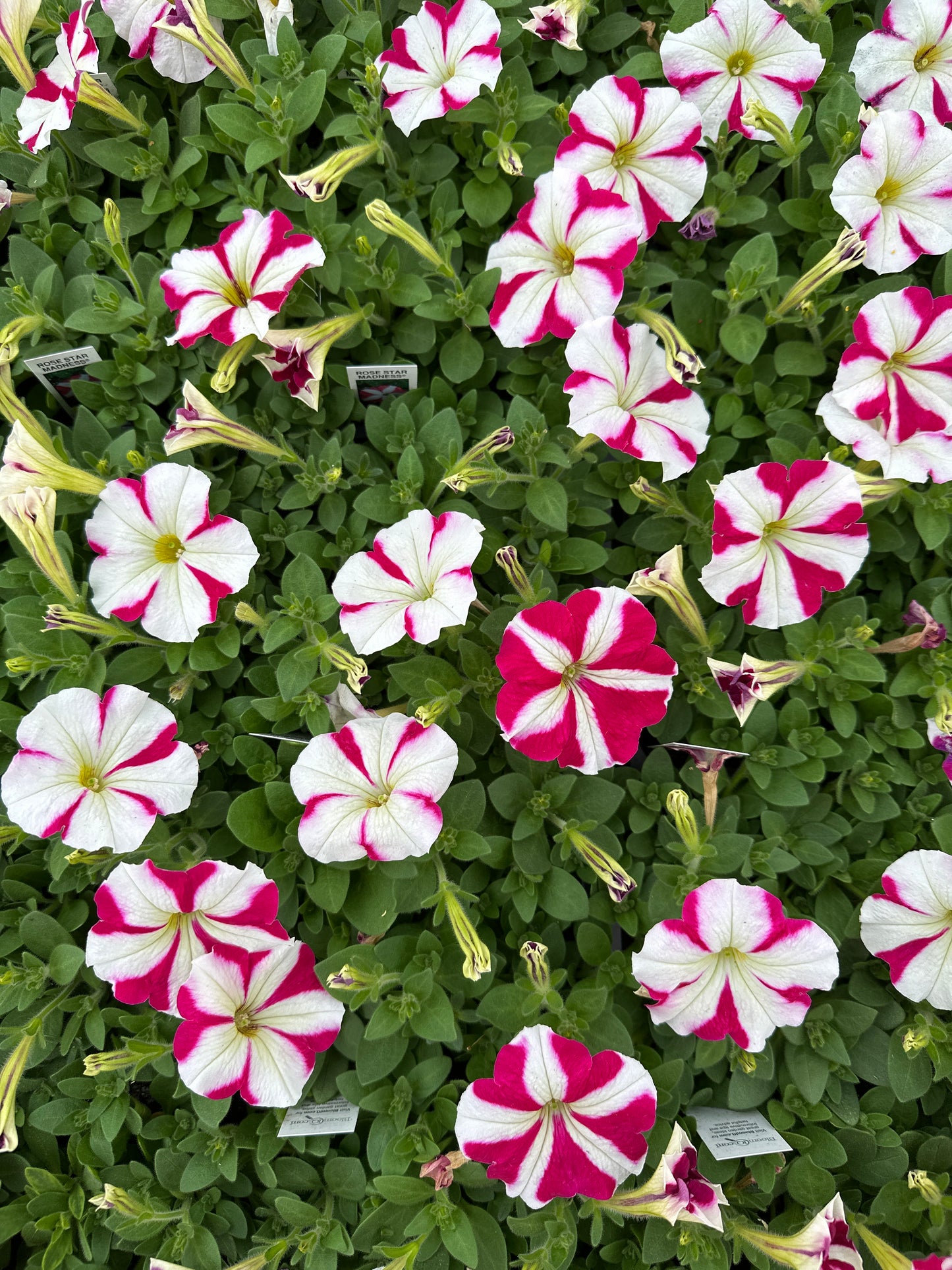 PETUNIA MADNESS ROSE STAR - FLAT OF 48 PLANTS