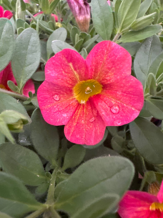 CALIBRACHOA SUPERBELLS TROPICAL SUNRISE - QUART POT