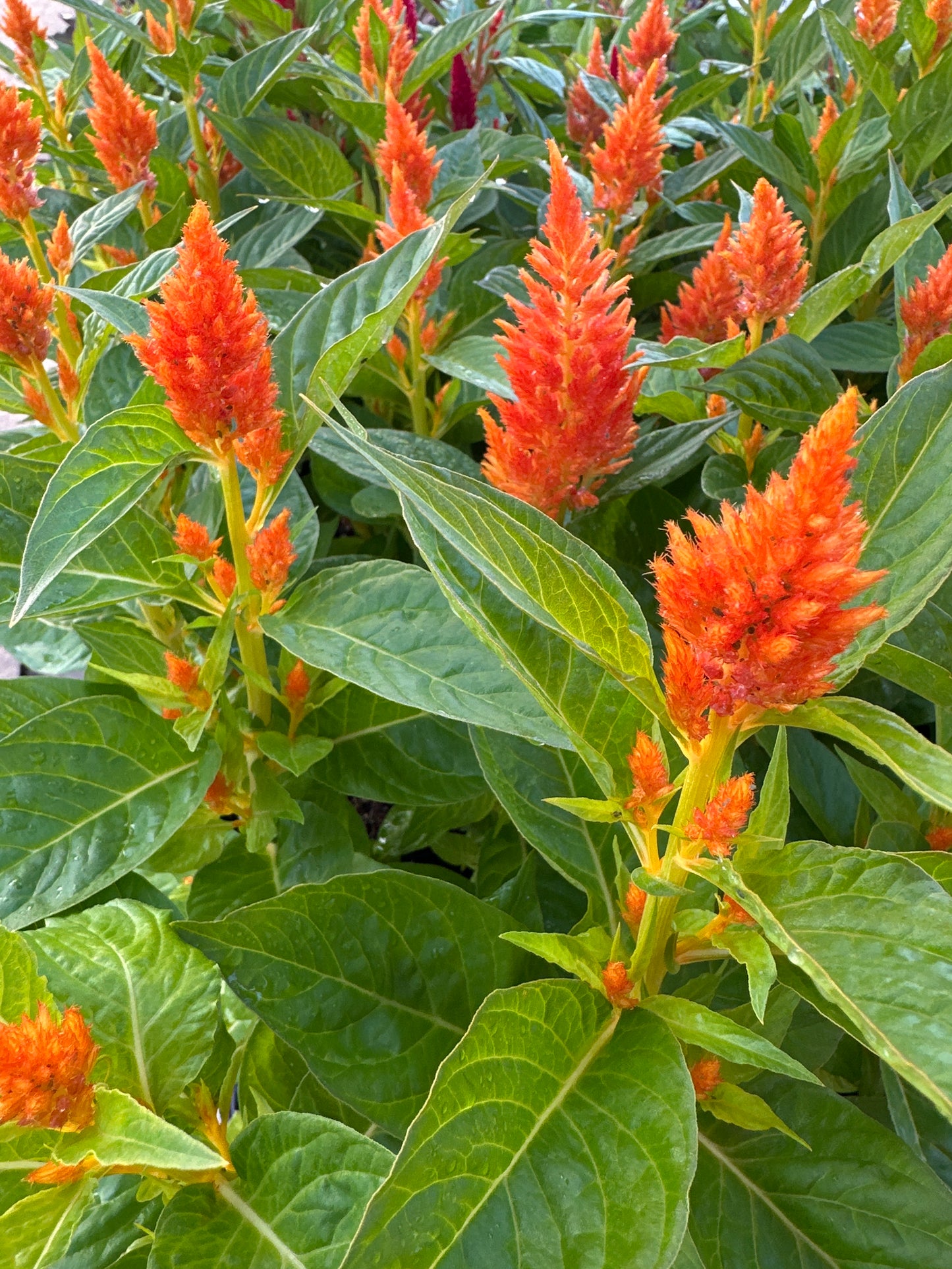 CELOSIA FRESH LOOK ORANGE - JUMBO 6 PACK