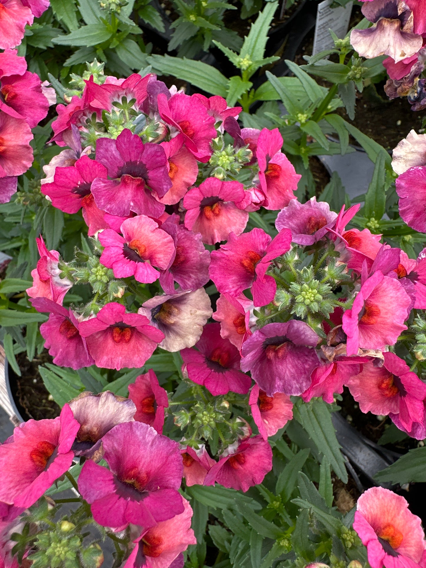 NEMESIA NESIA MAGENTA - 4" POT