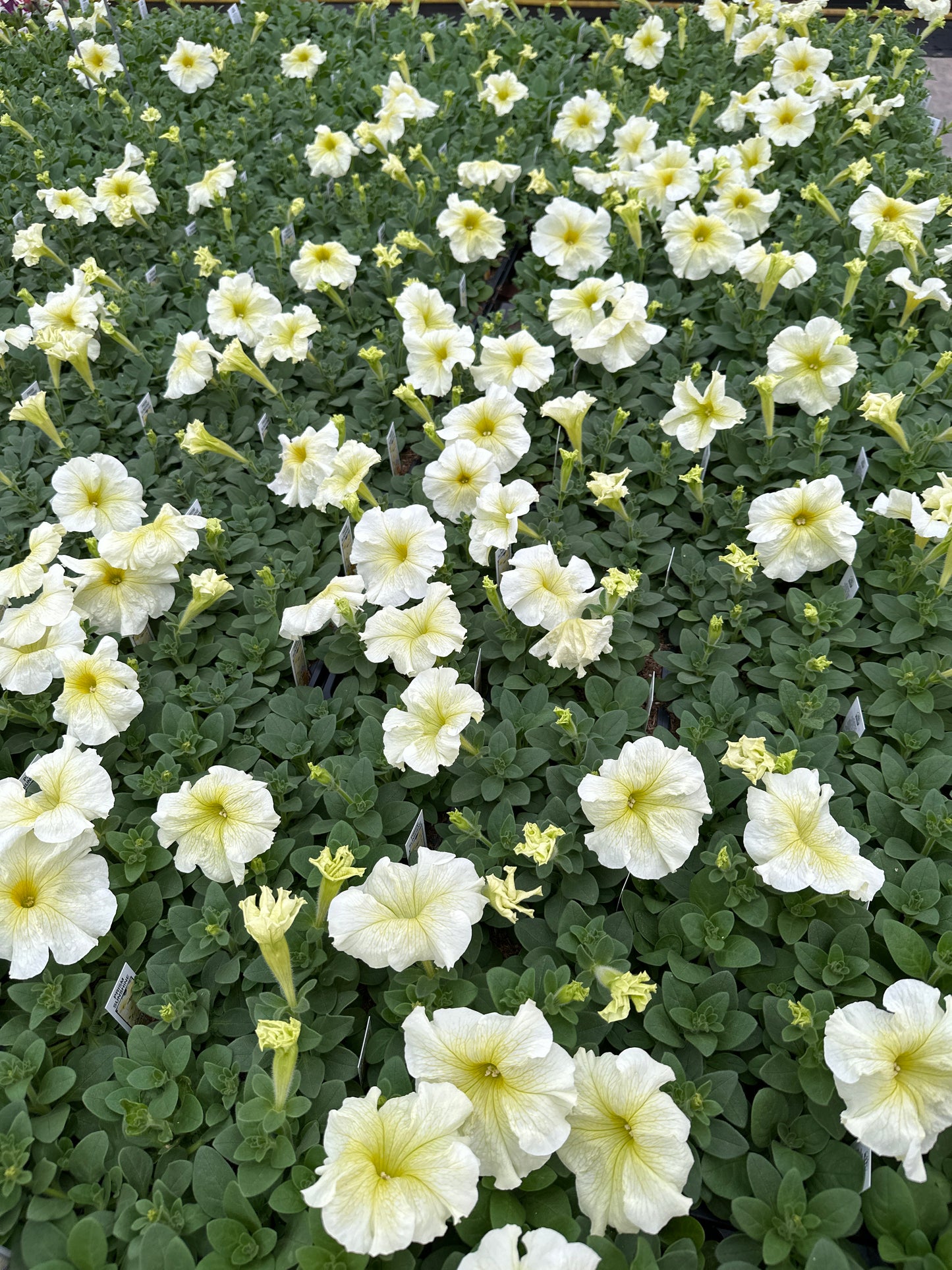 PETUNIA PRISM SUNSHINE - FLAT OF 48 PLANTS