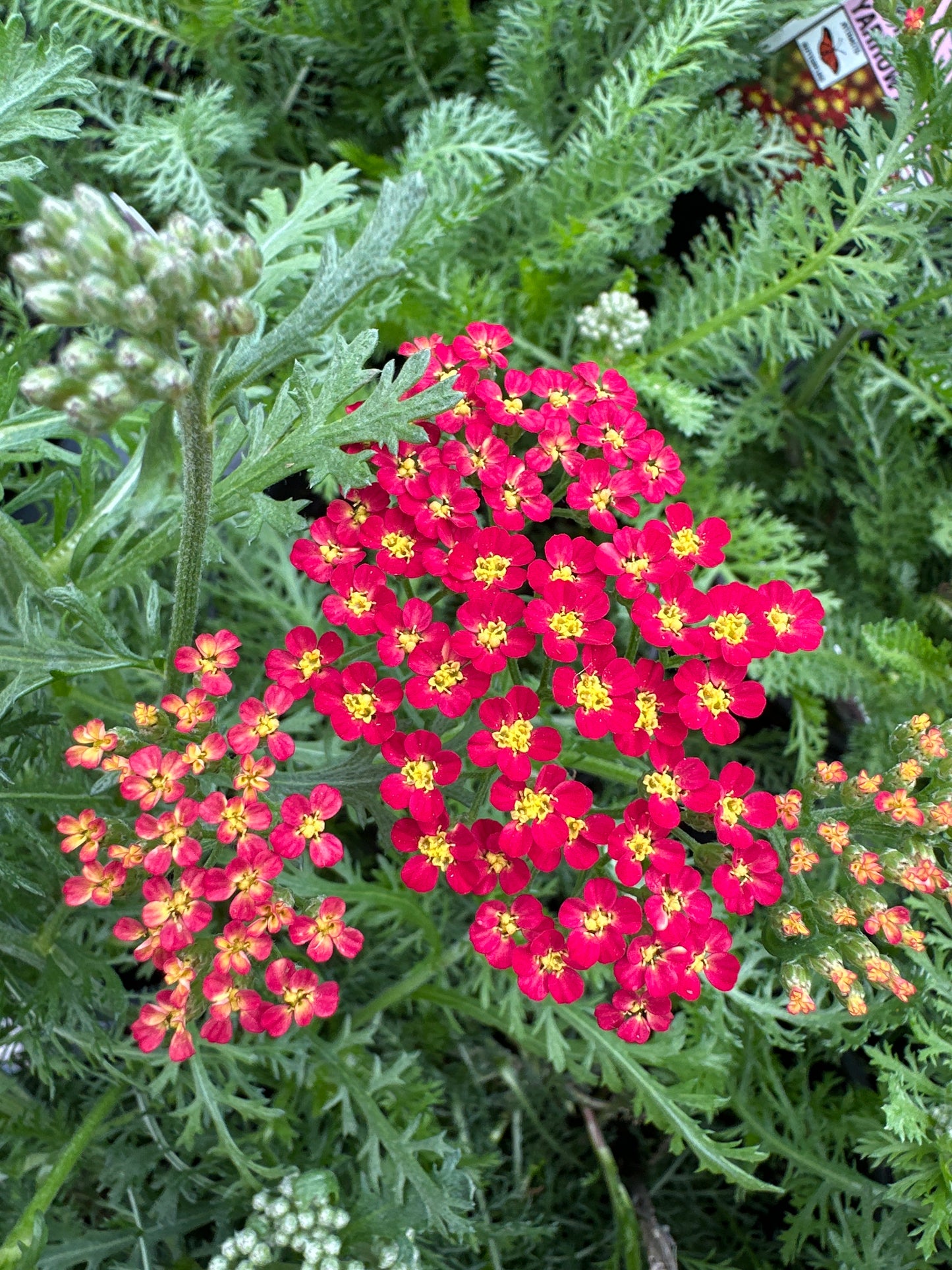 ACHILLEA MILLEFOLIUM MILLY ROCK RED - QUART POT