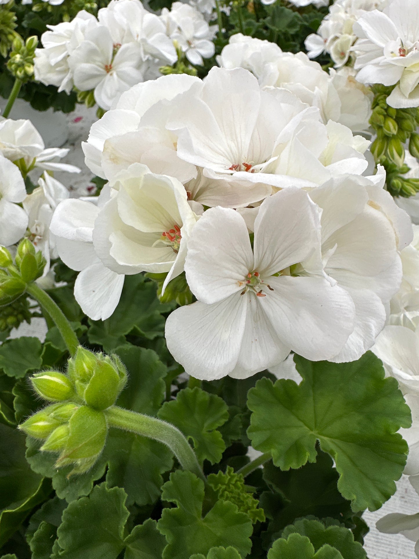 GERANIUM DYNAMO WHITE - 6" POT