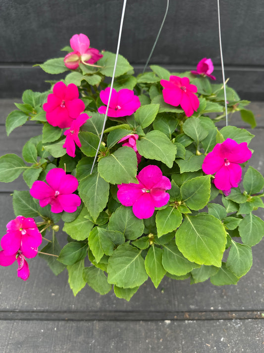 IMPATIENS BEACON VIOLET - 8'' HANGING BASKET