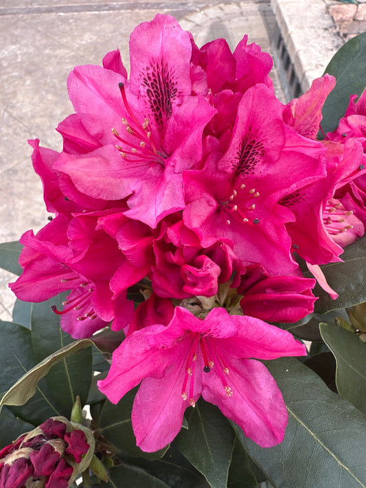 RHODODENDRON 'NOVA ZEMBLA'