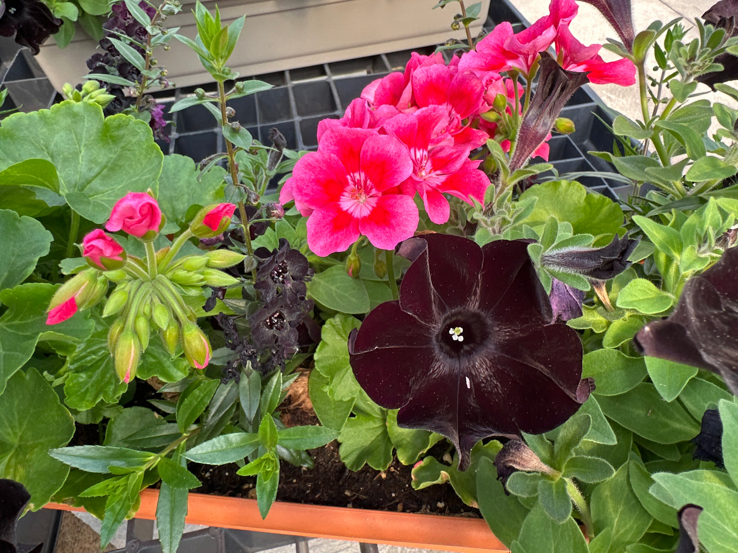 COMBO #11 - 30" WINDOW BOX