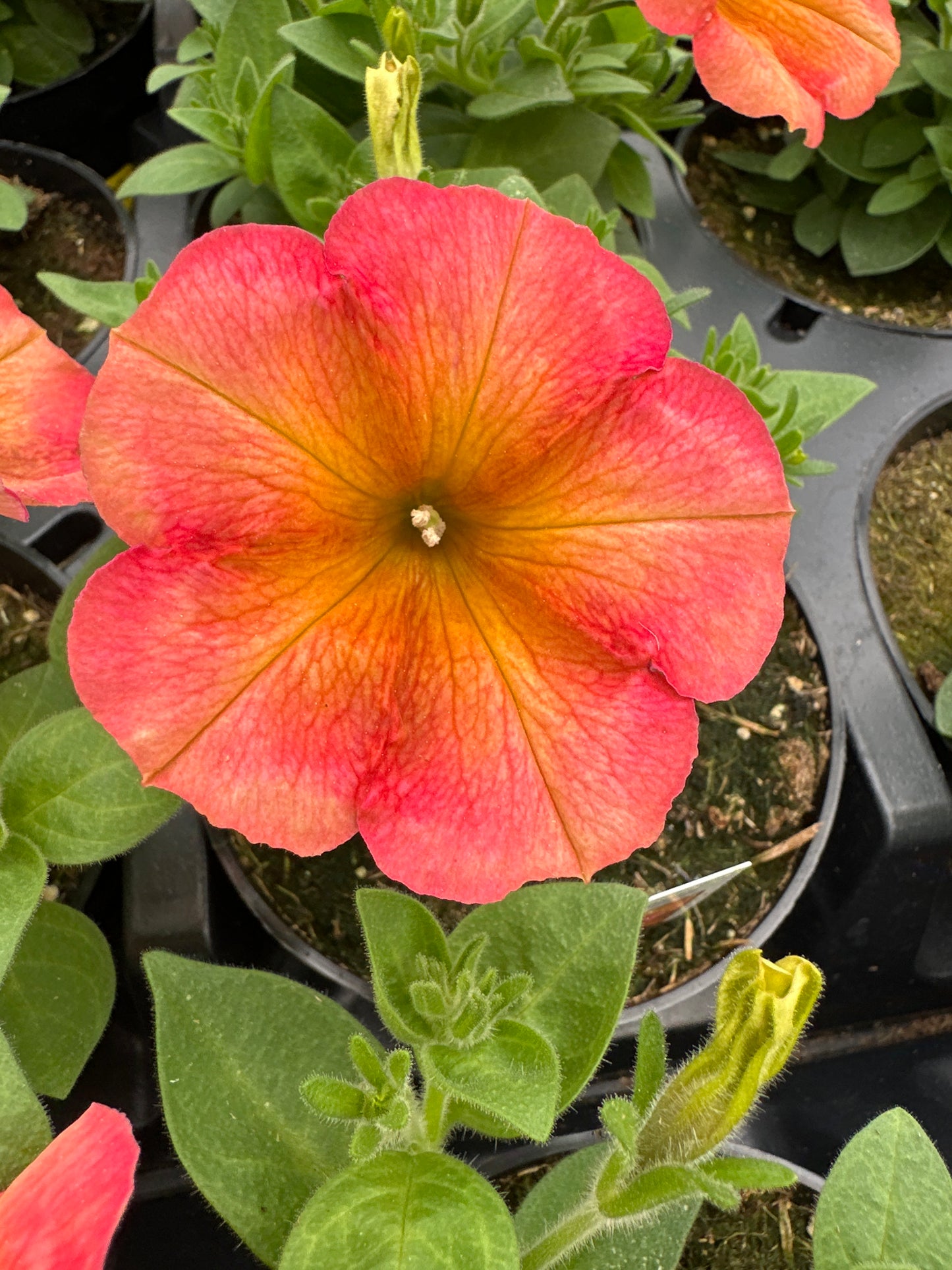 PETUNIA CRAZYTUNIA TERRA COTTA - 4" POT