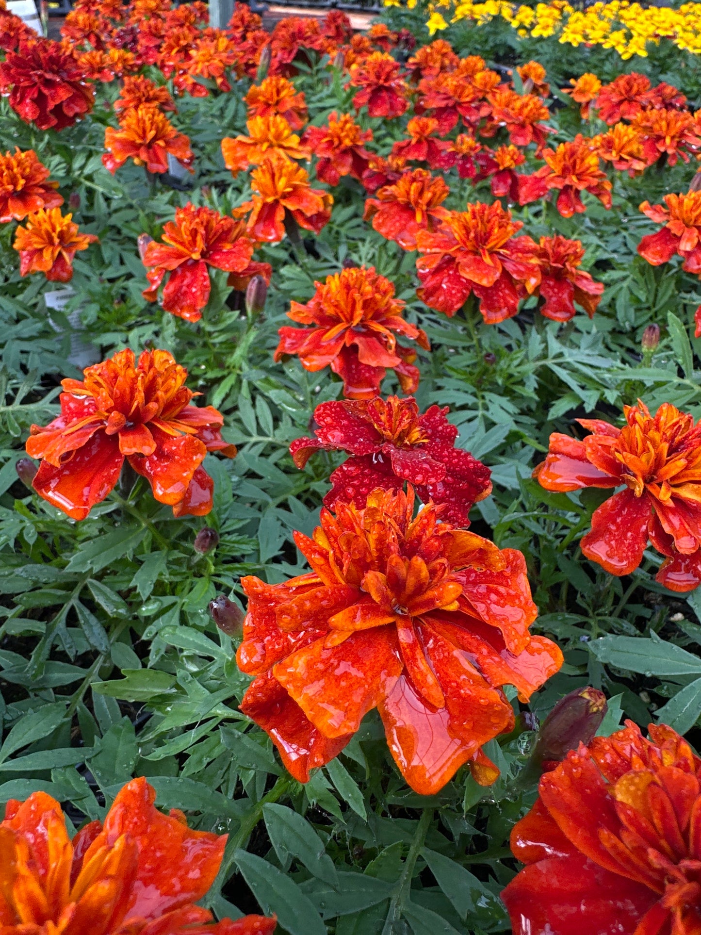 MARIGOLD FIREBALL - JUMBO 6 PACK