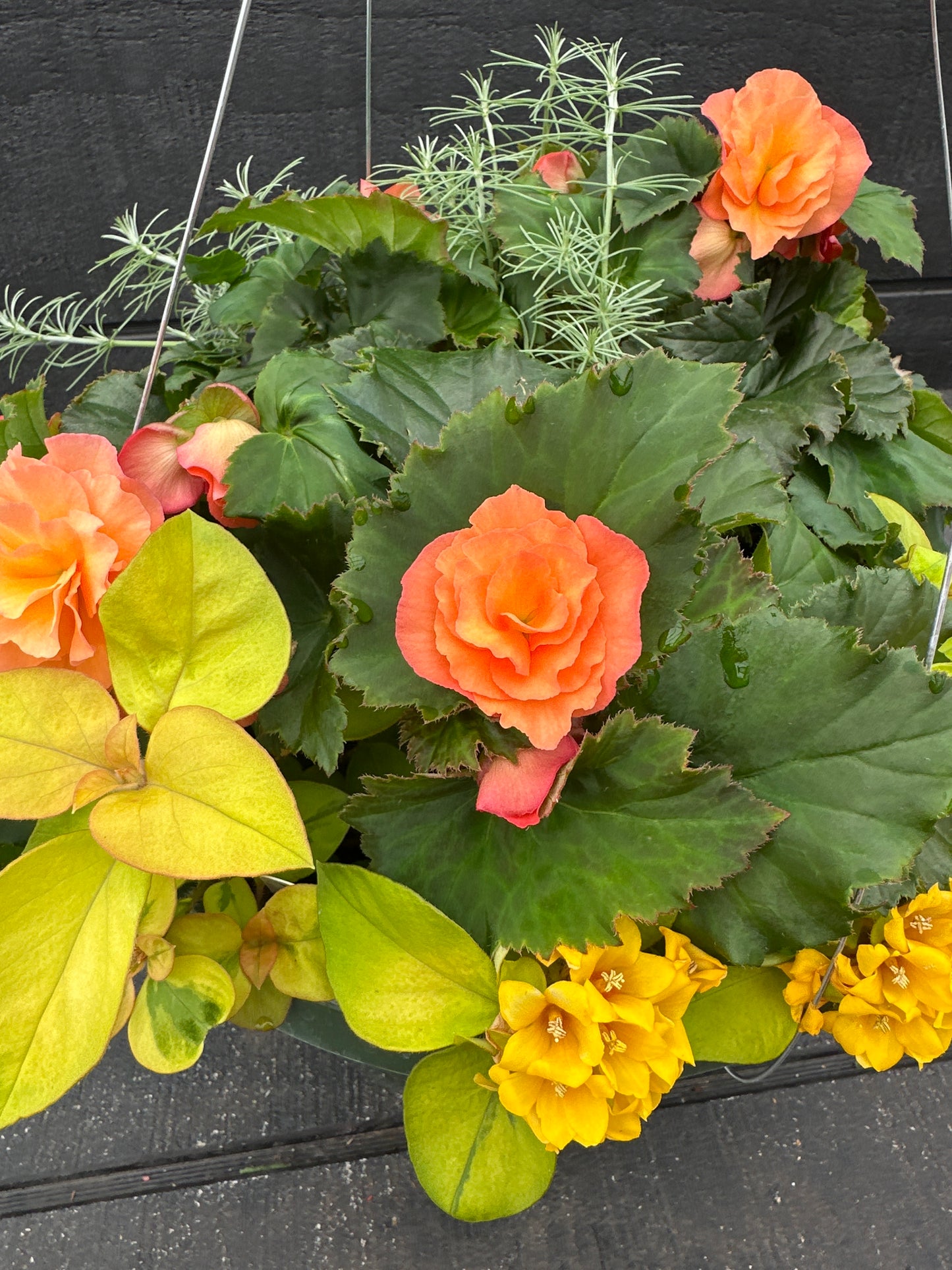 BASKET #7 - 12'' HANGING BASKET