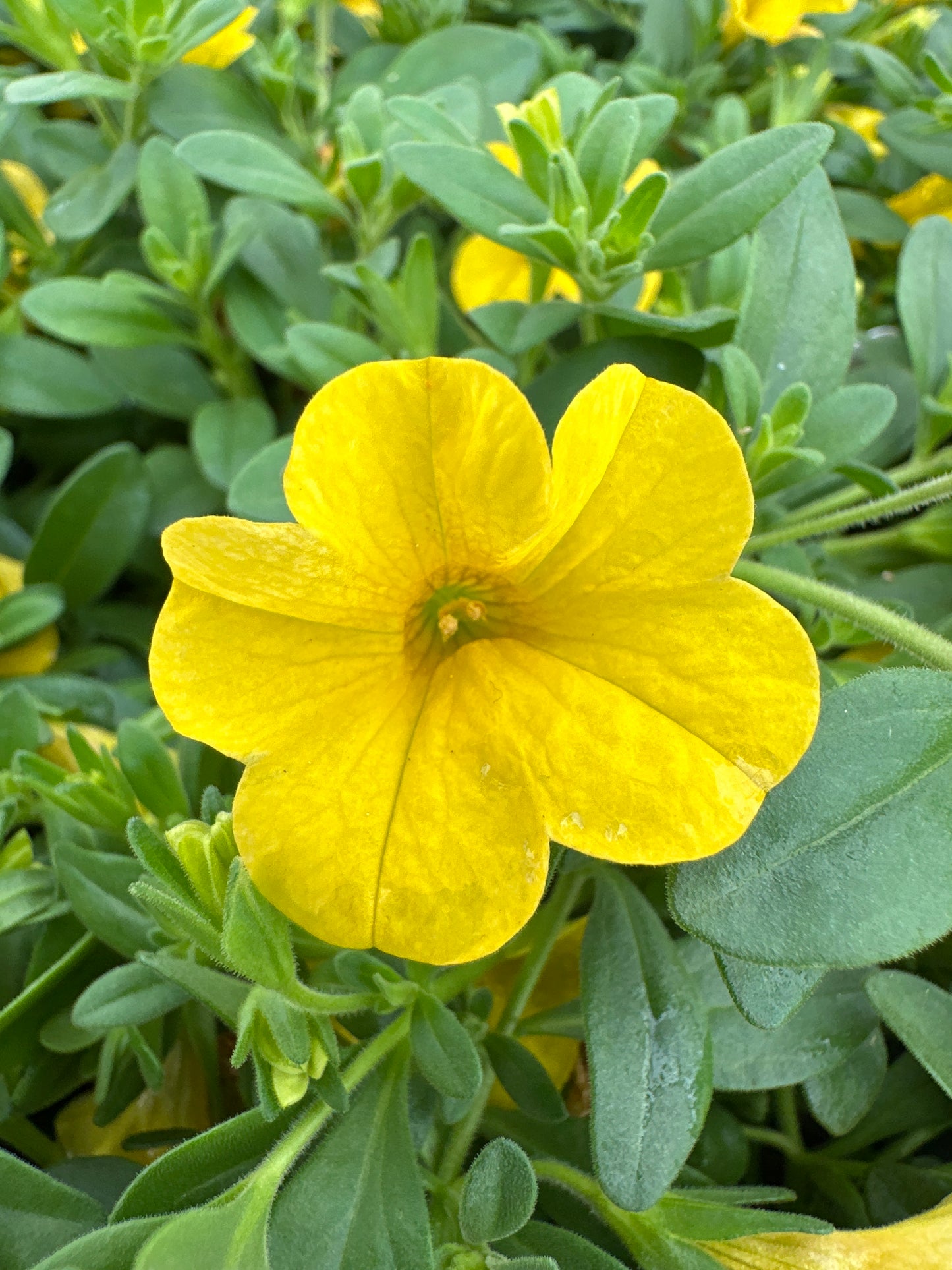 CALIBRACHOA CABARET DEEP YELLOW - 4" POT